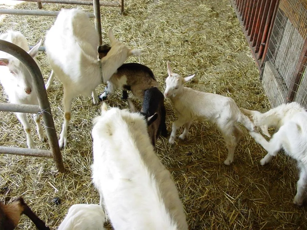 Pets in Fondo Brugarolo B&B