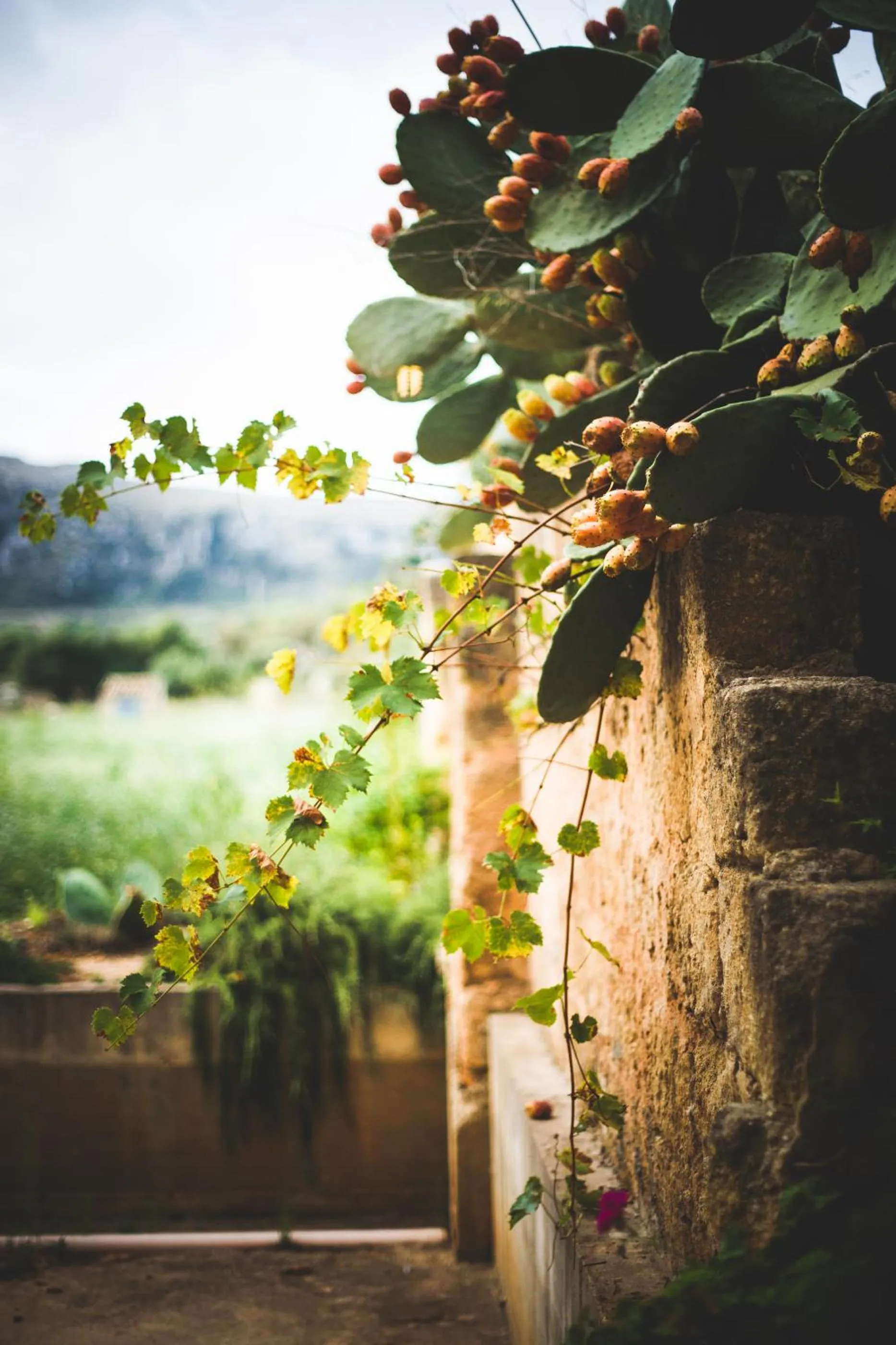 Garden view in Hotel Baglio Catalano
