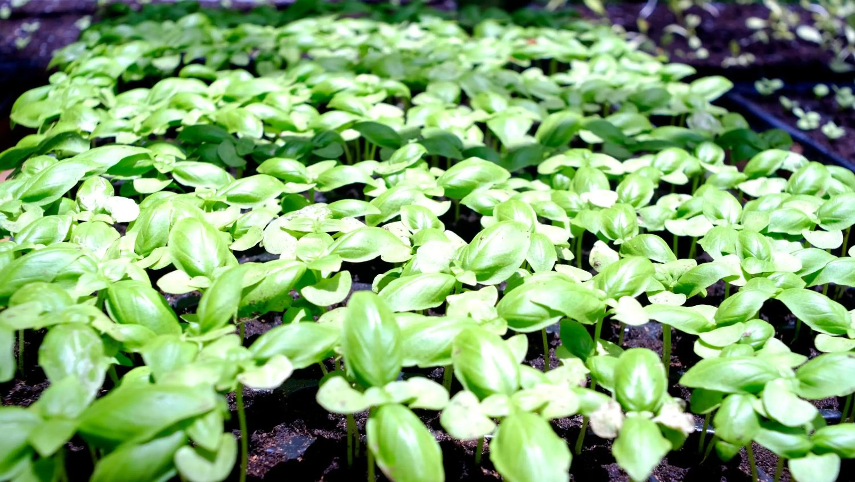 Food in Salty's Kitesurf Village