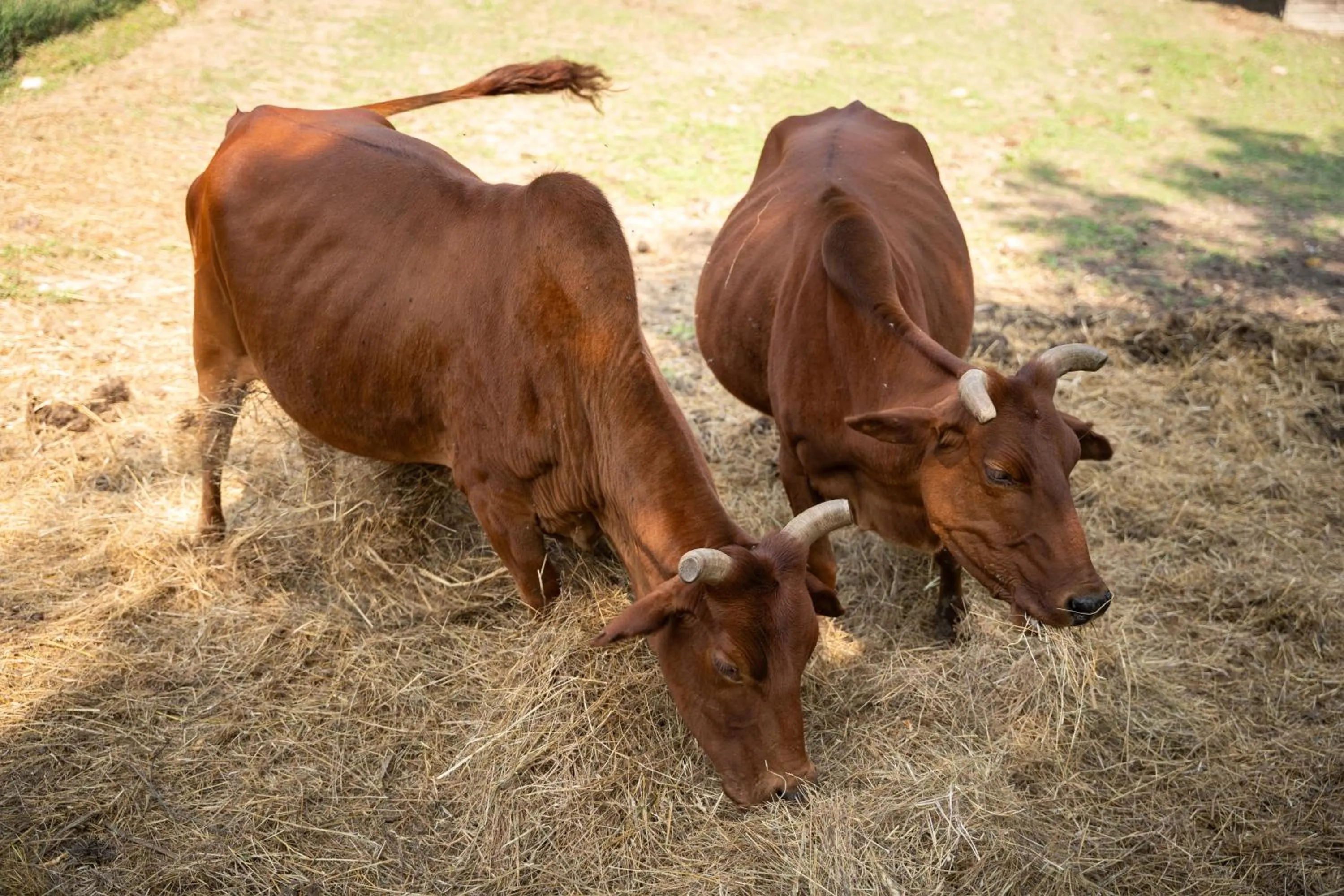Terme Di Monte Valenza