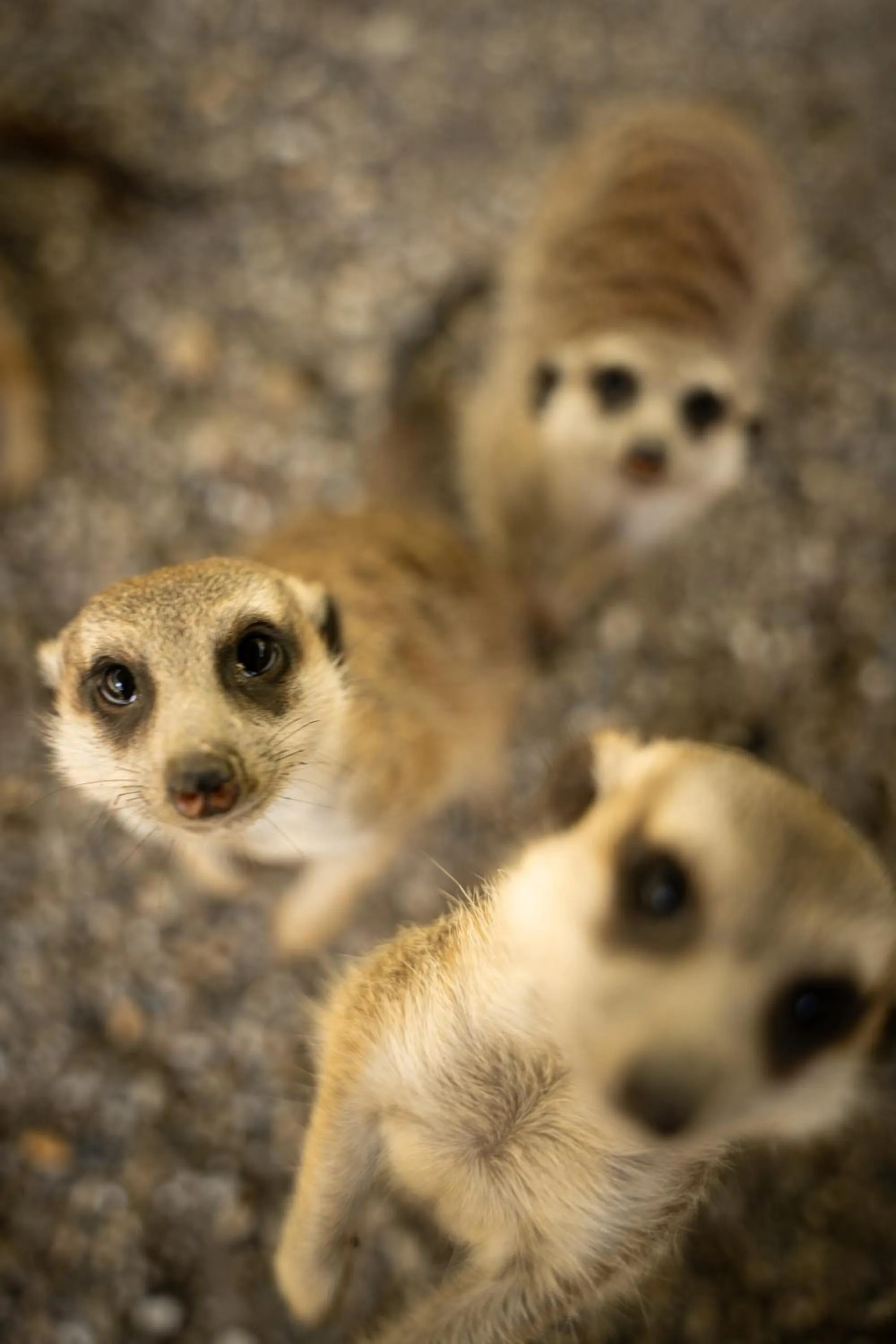 Terme Di Monte Valenza