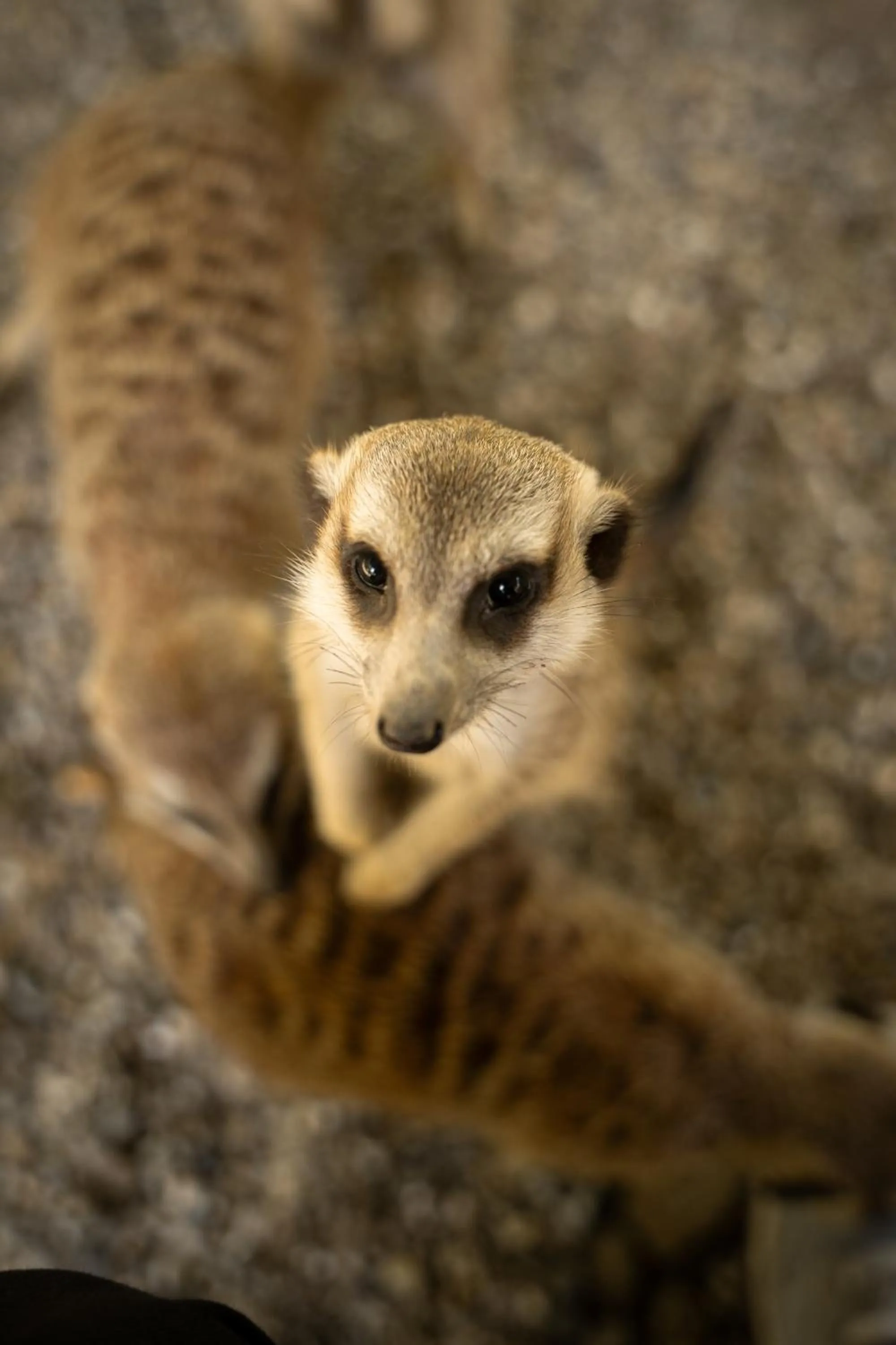 Terme Di Monte Valenza