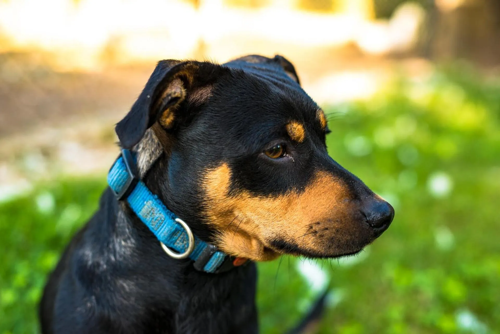 Pets in Agriturismo Tre Rondini