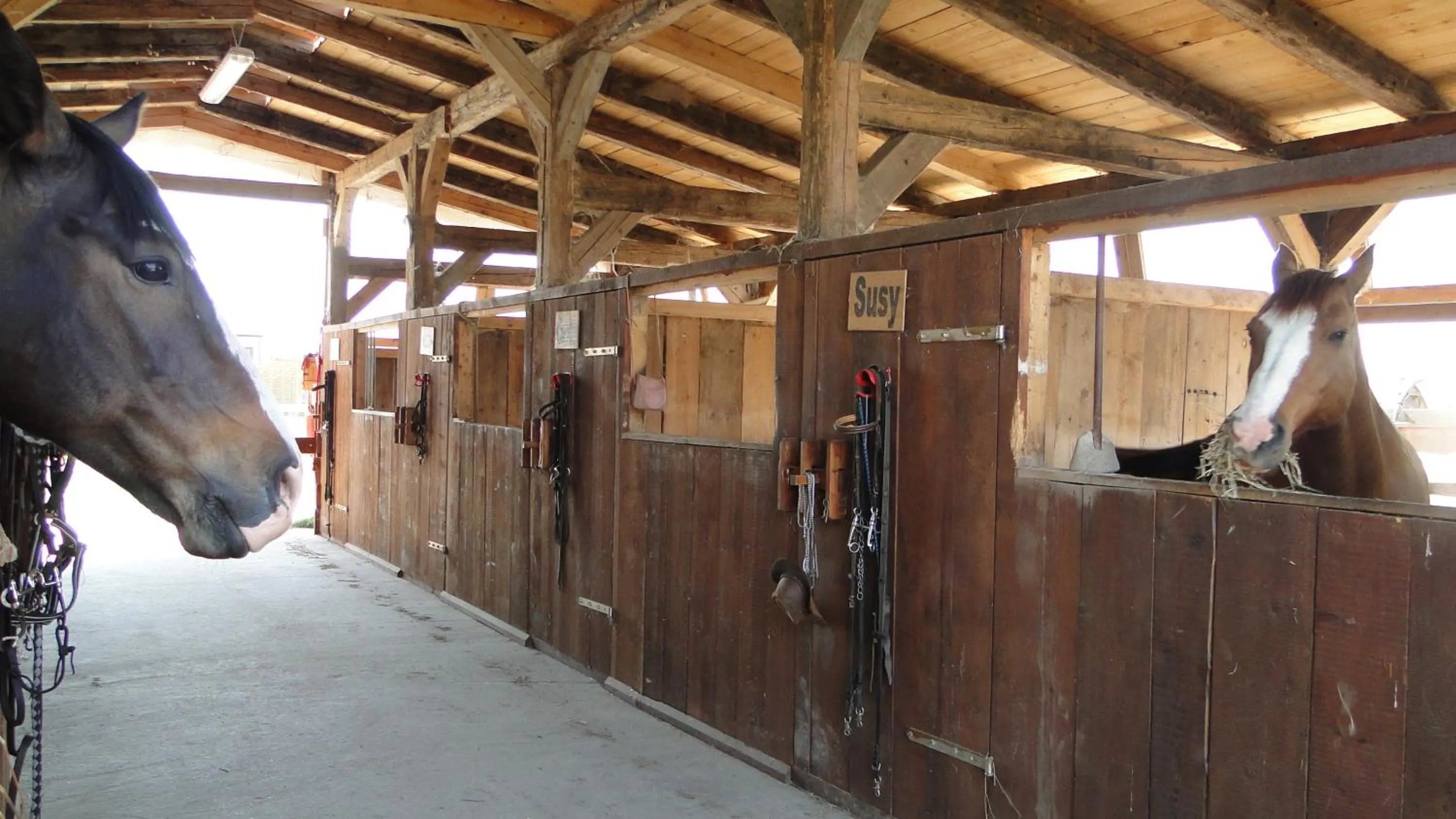 Horse-riding in Agriturismo Tre Rondini