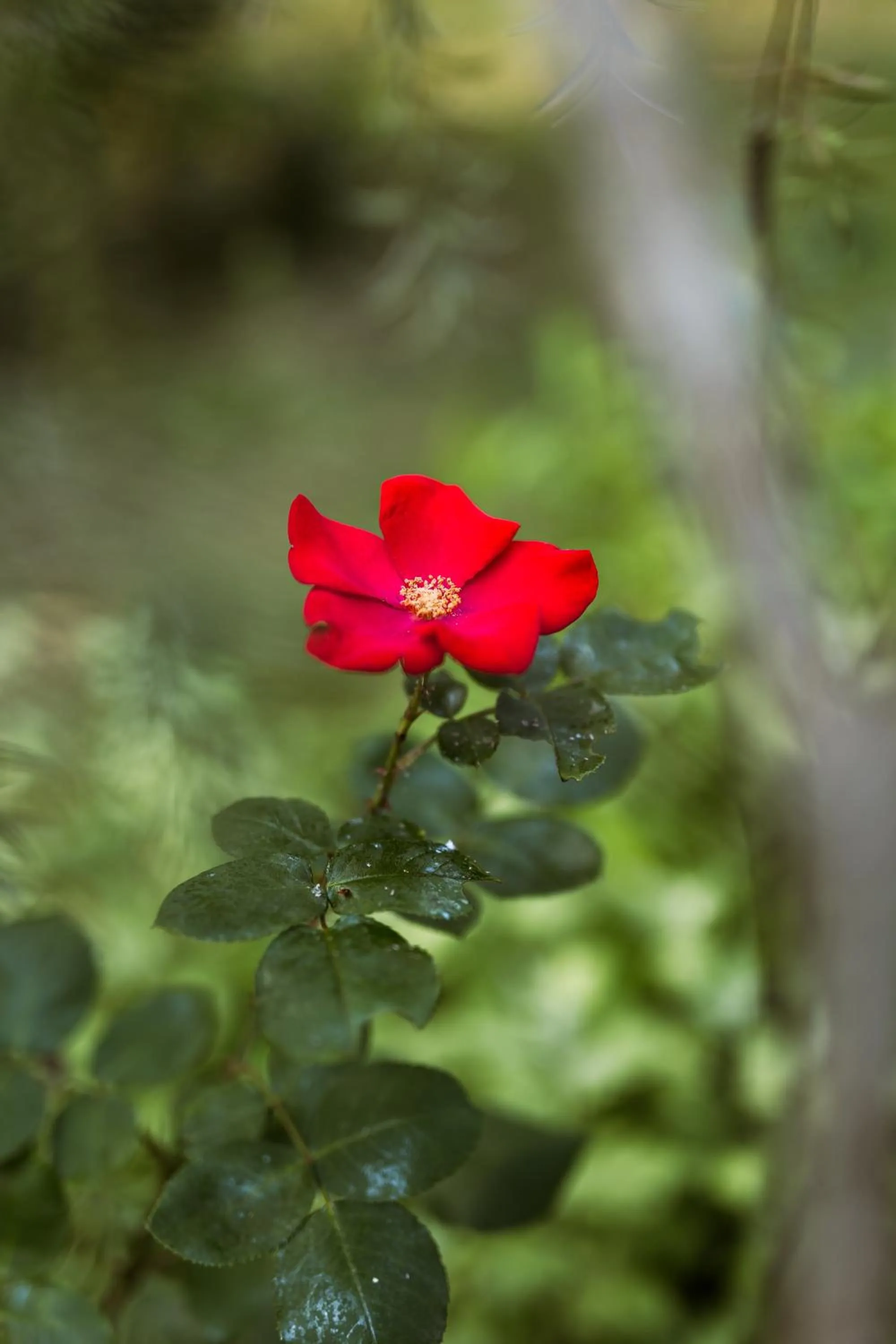 Garden in L'instant jardin