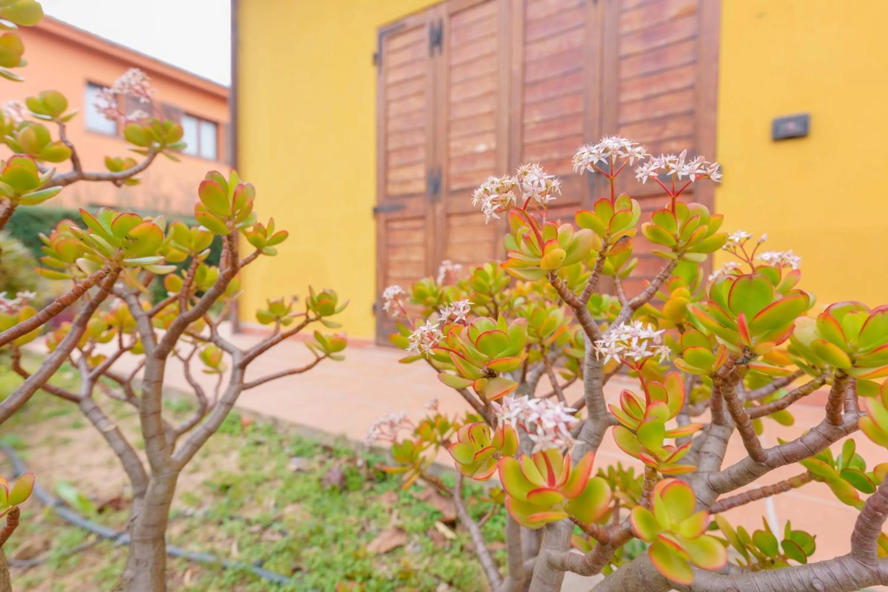 Garden in B&B Gassa d'Amante