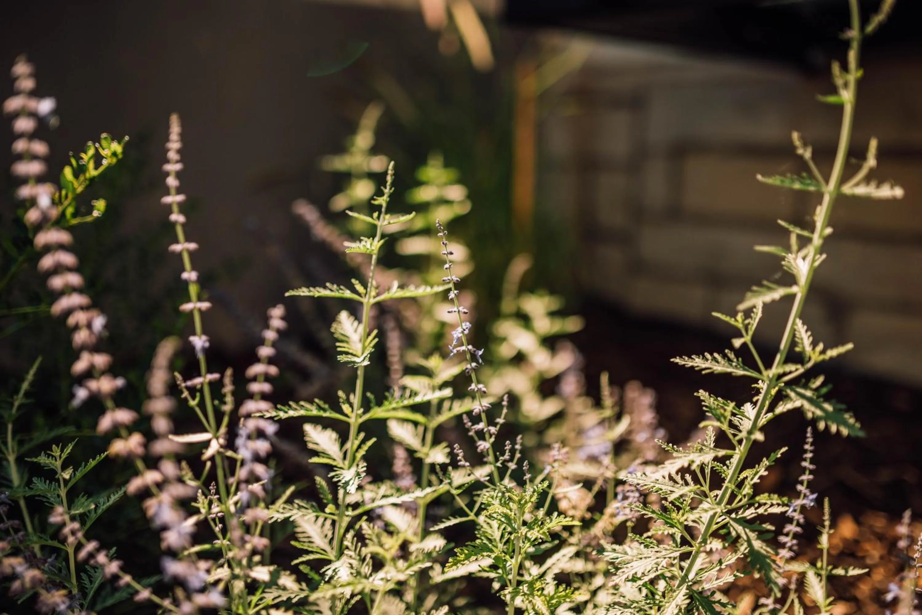 Garden in Schmidtburger Hof