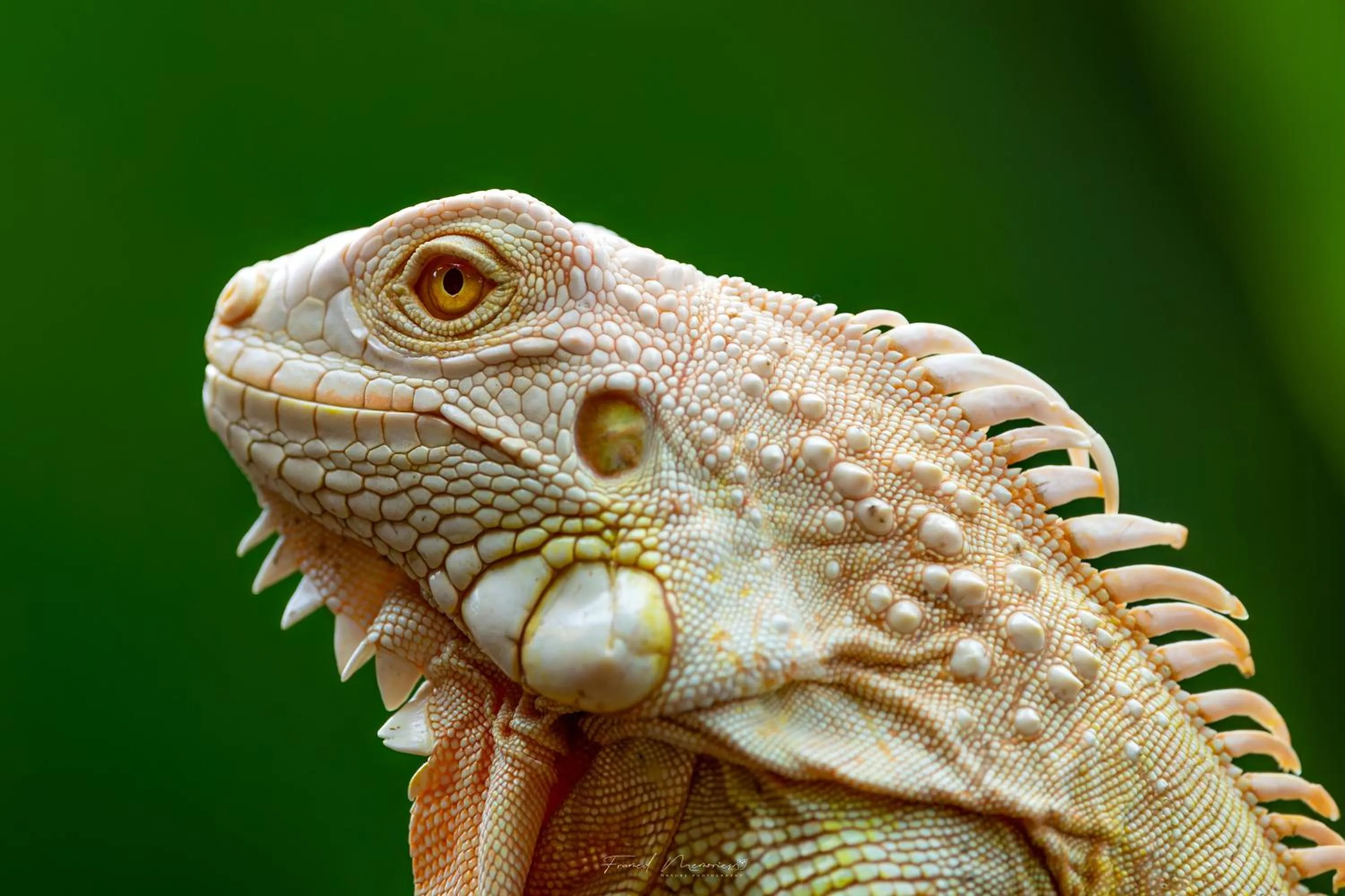 Activities in Royal Plaza Wayanad