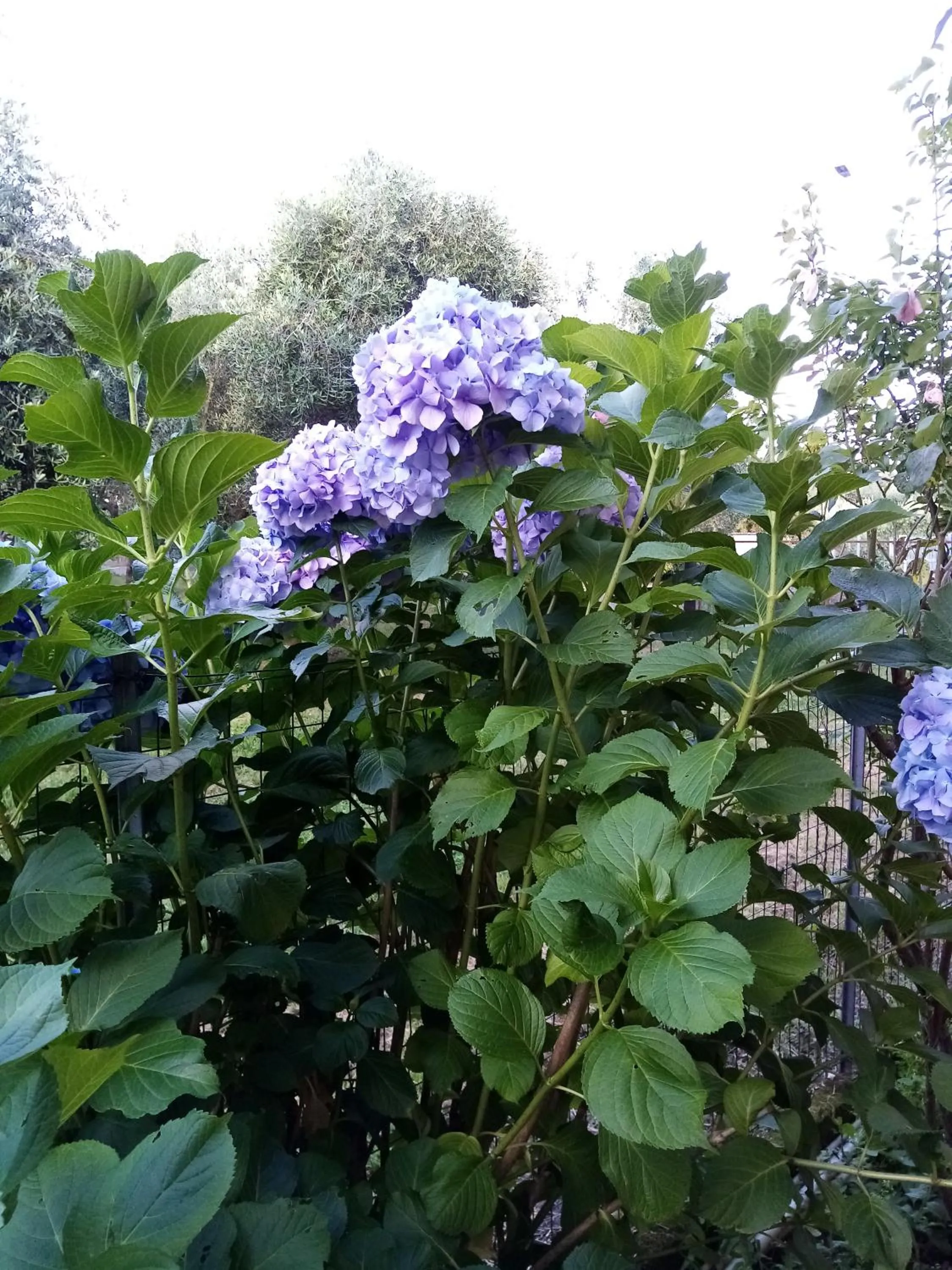 Spring in La Casa Gialla A MONTIGNOSO