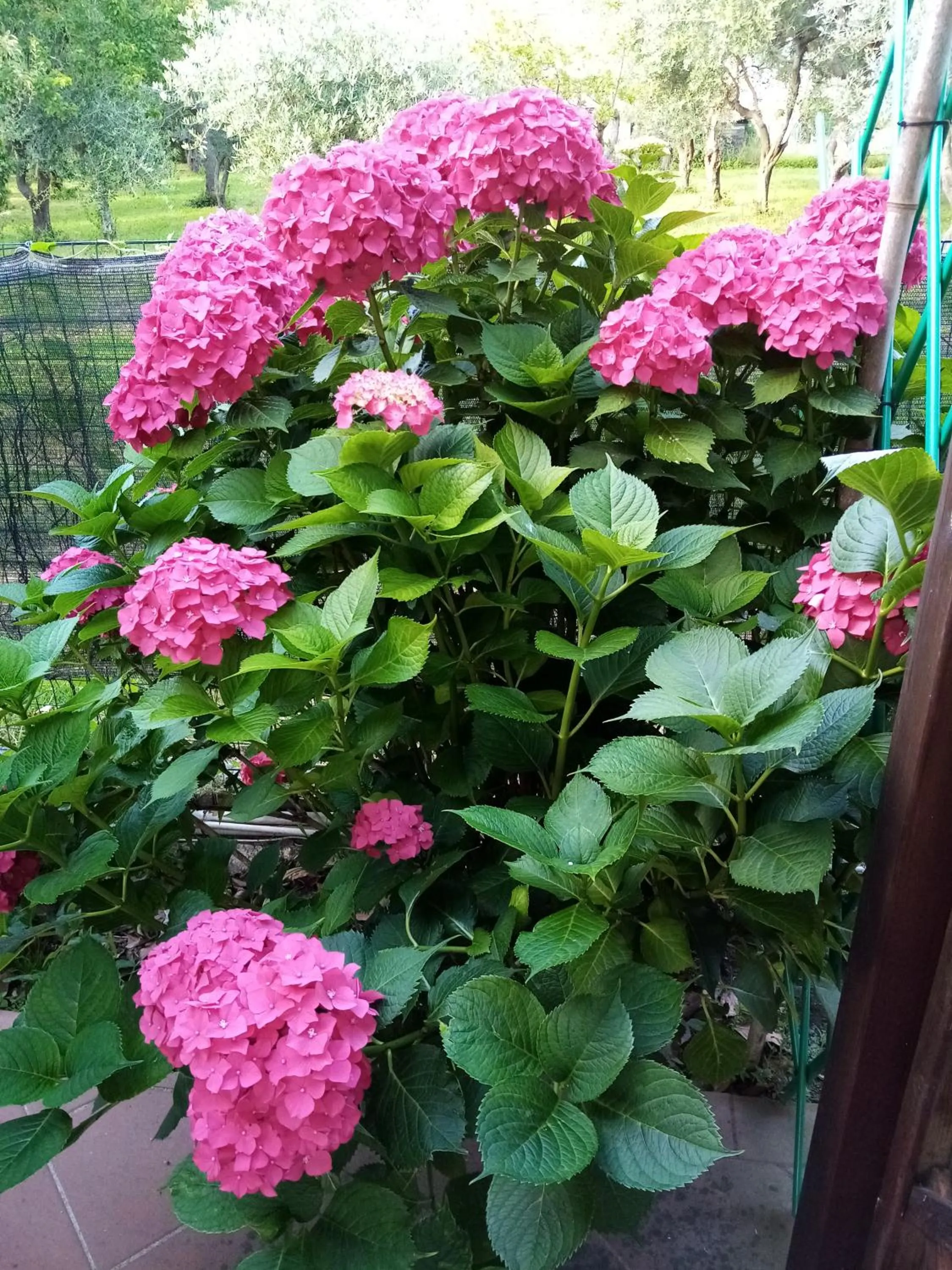 Garden in La Casa Gialla A MONTIGNOSO