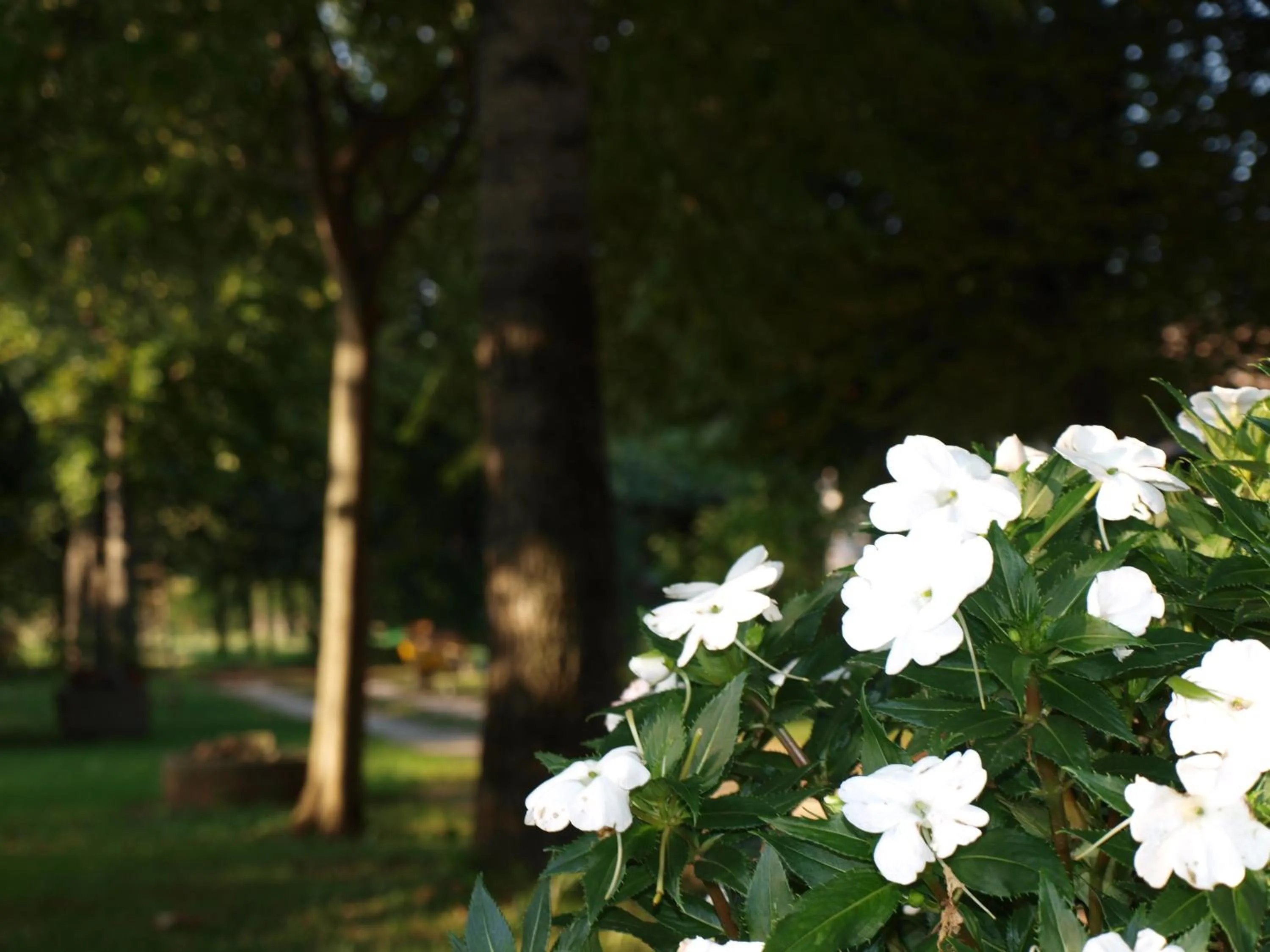 Patio in B&B Ca' Cinel Asolo