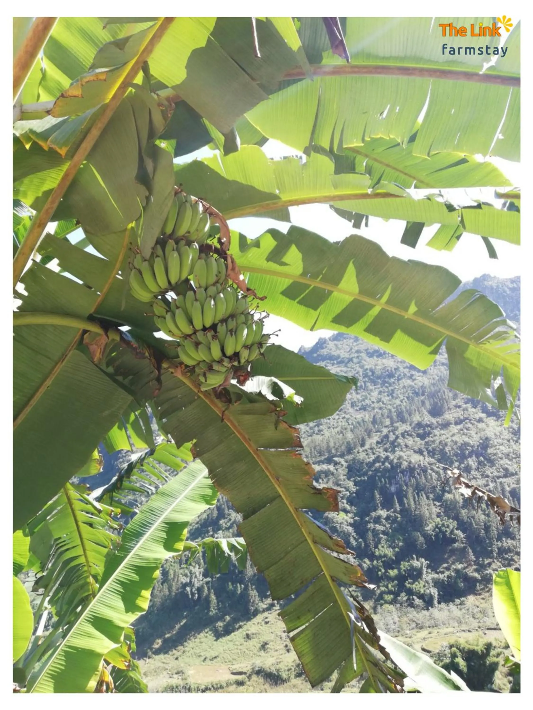 Garden in The Link farmstay