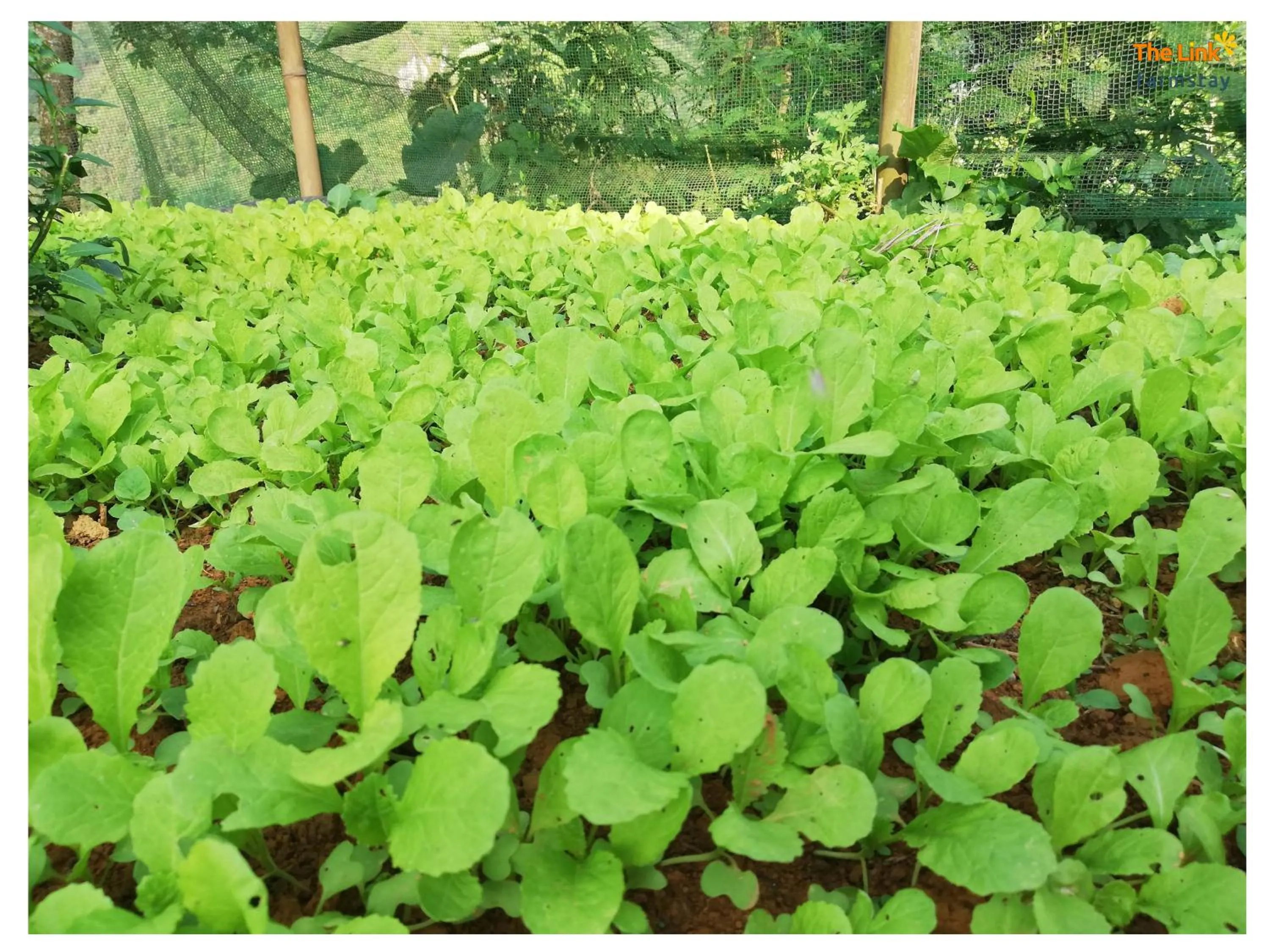 Natural landscape in The Link farmstay