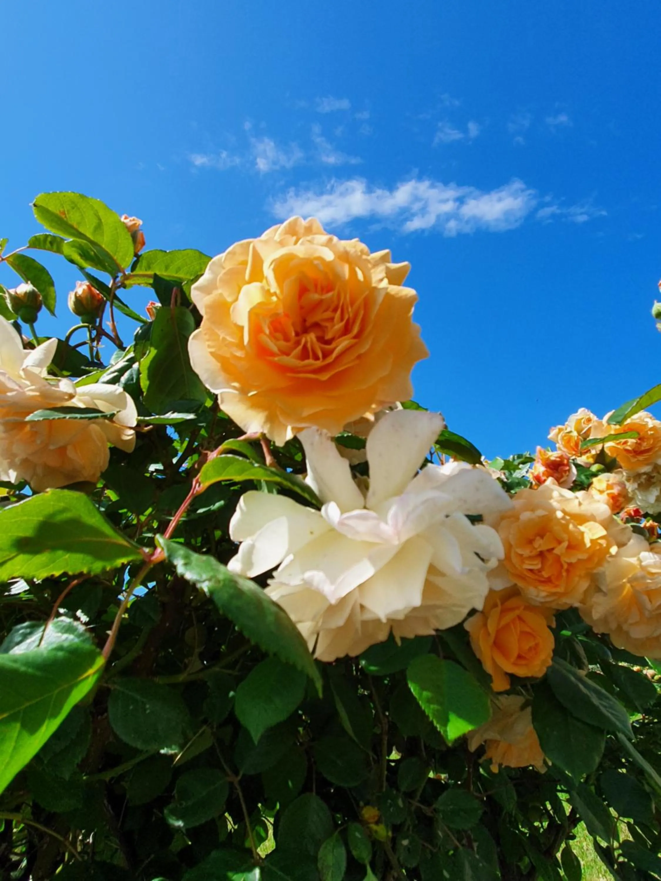 Garden in Antico Casale Tiravento