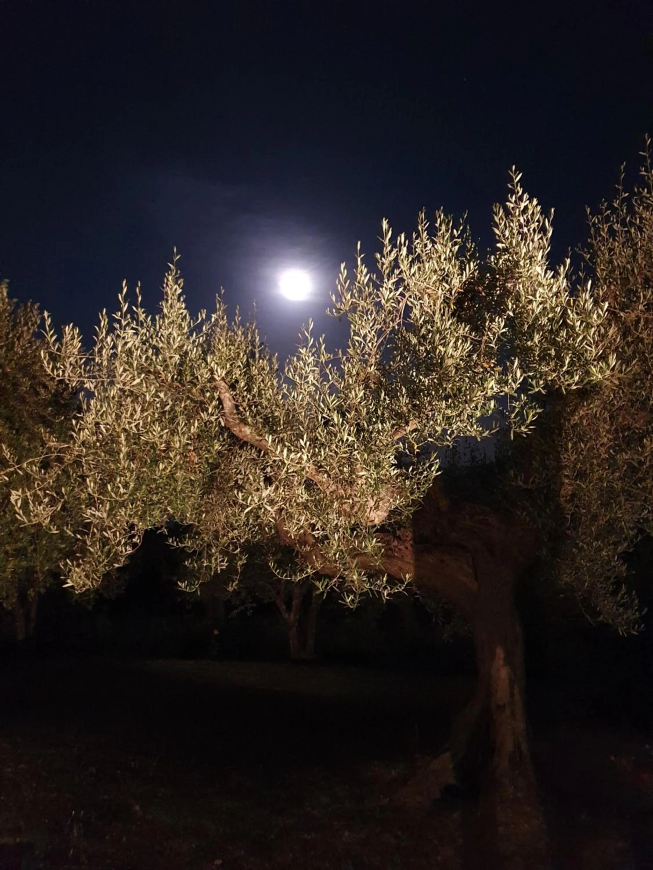 Garden in Antico Casale Tiravento