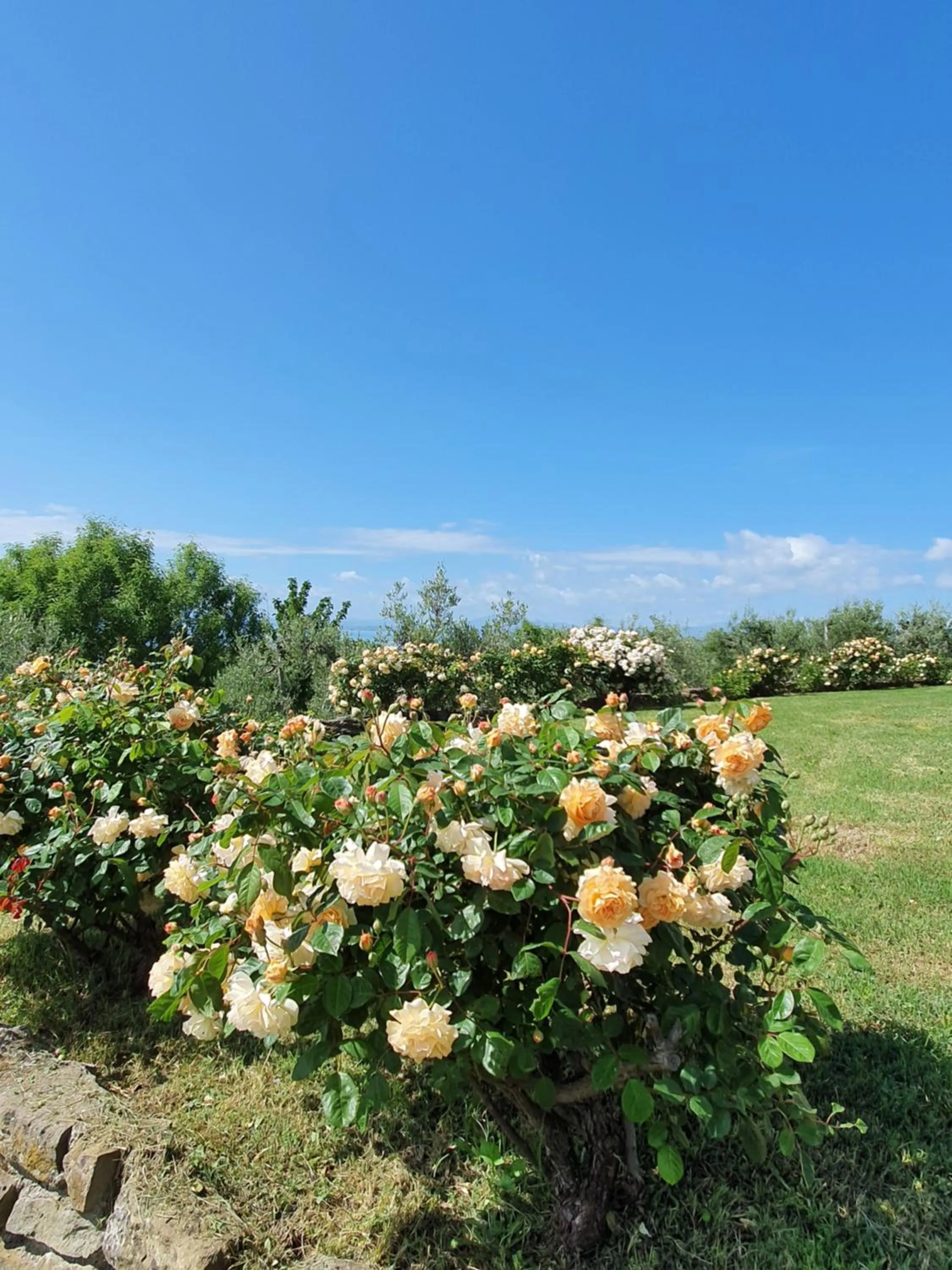Garden in Antico Casale Tiravento