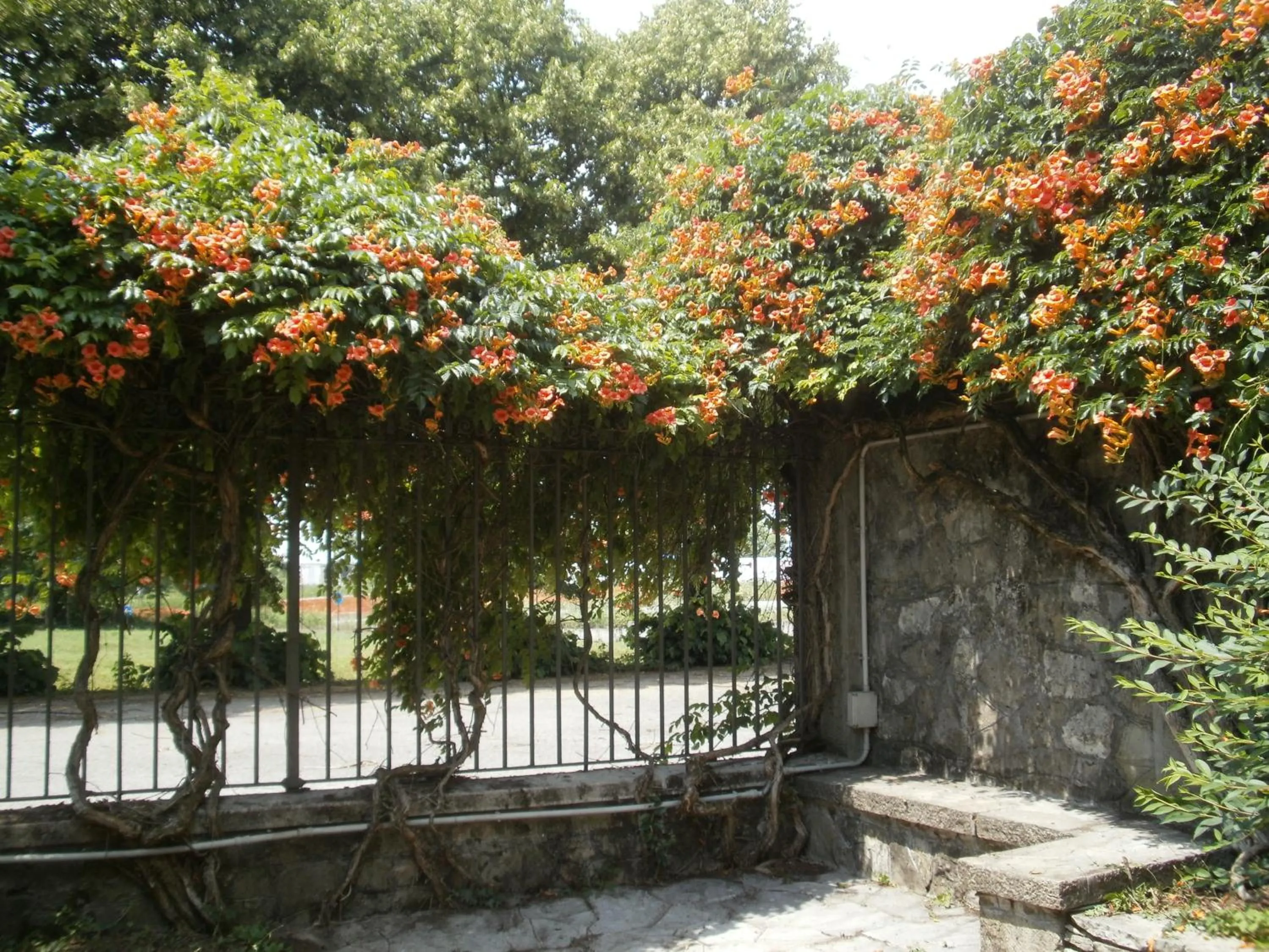 Garden in Albergo Villa & Roma