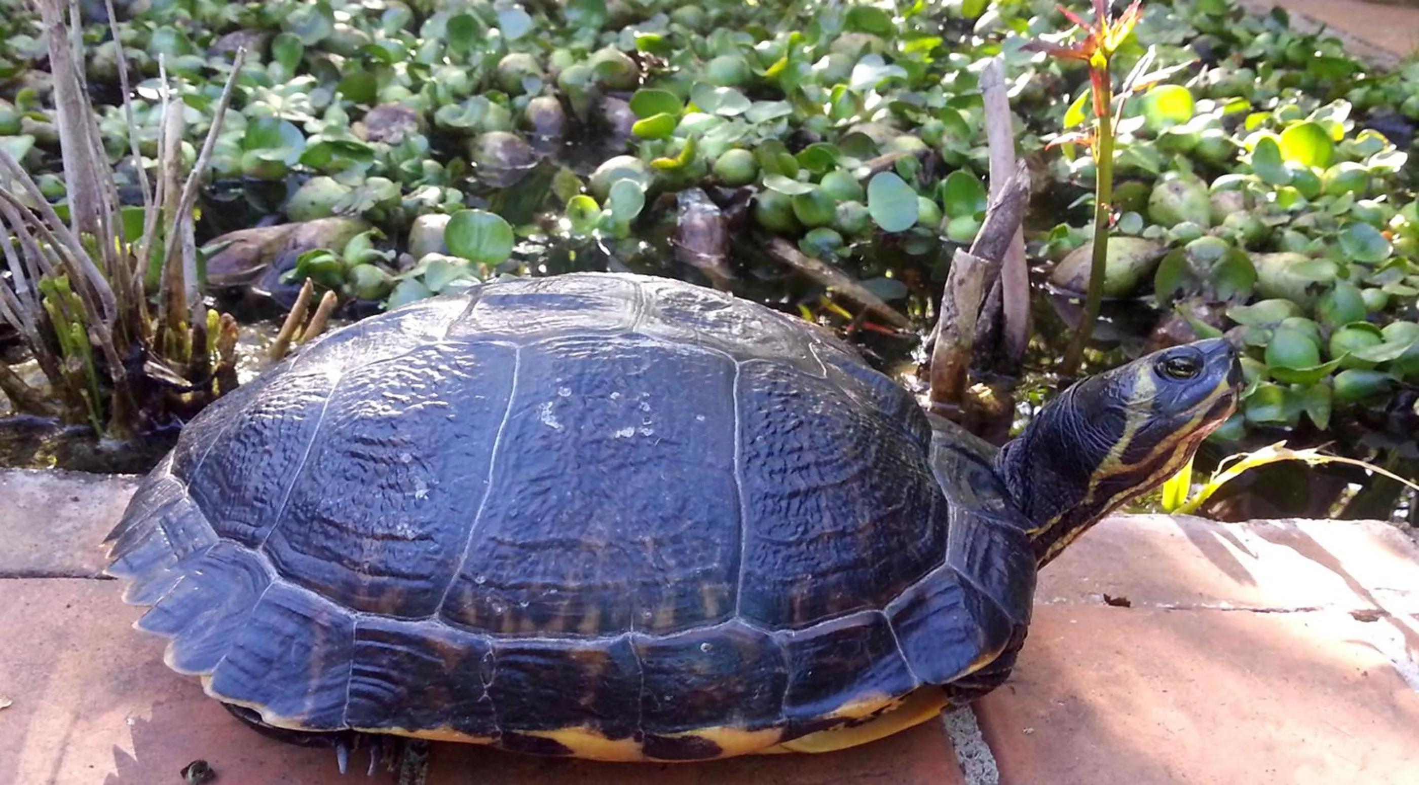 Garden in Il Glicine La Piana dei Colli