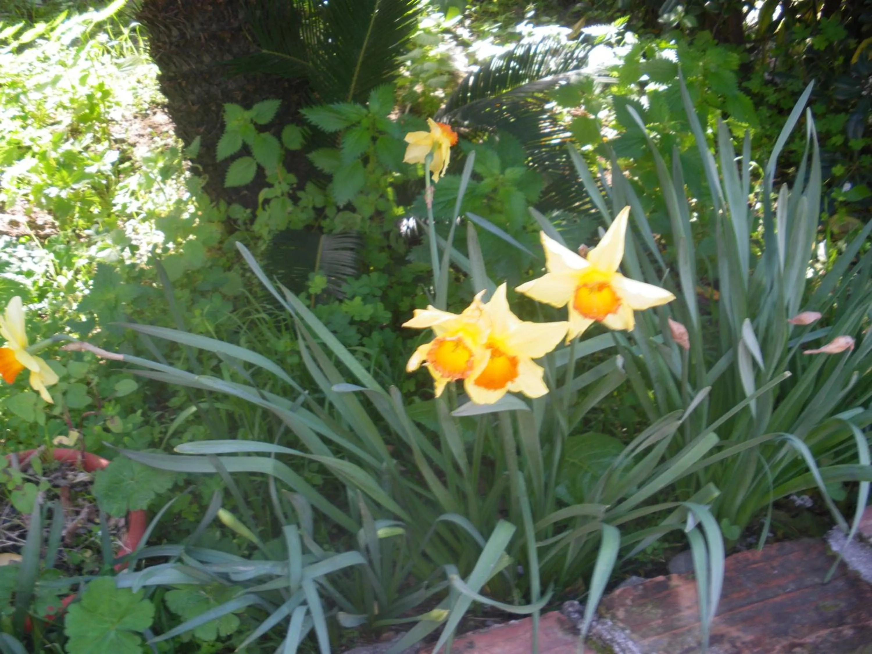 Garden in Casantica Turismo Rurale