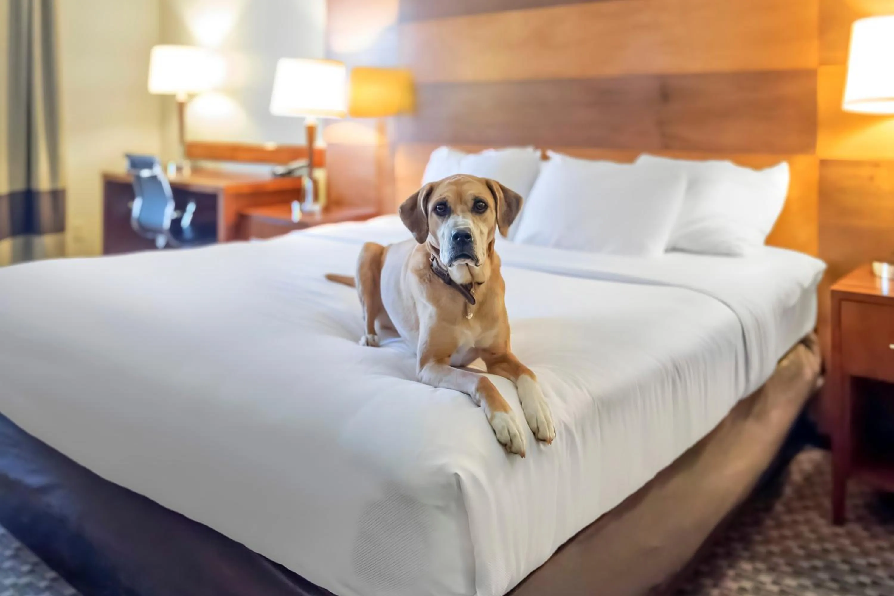 Property building, Bed in Comfort Inn & Suites Durango