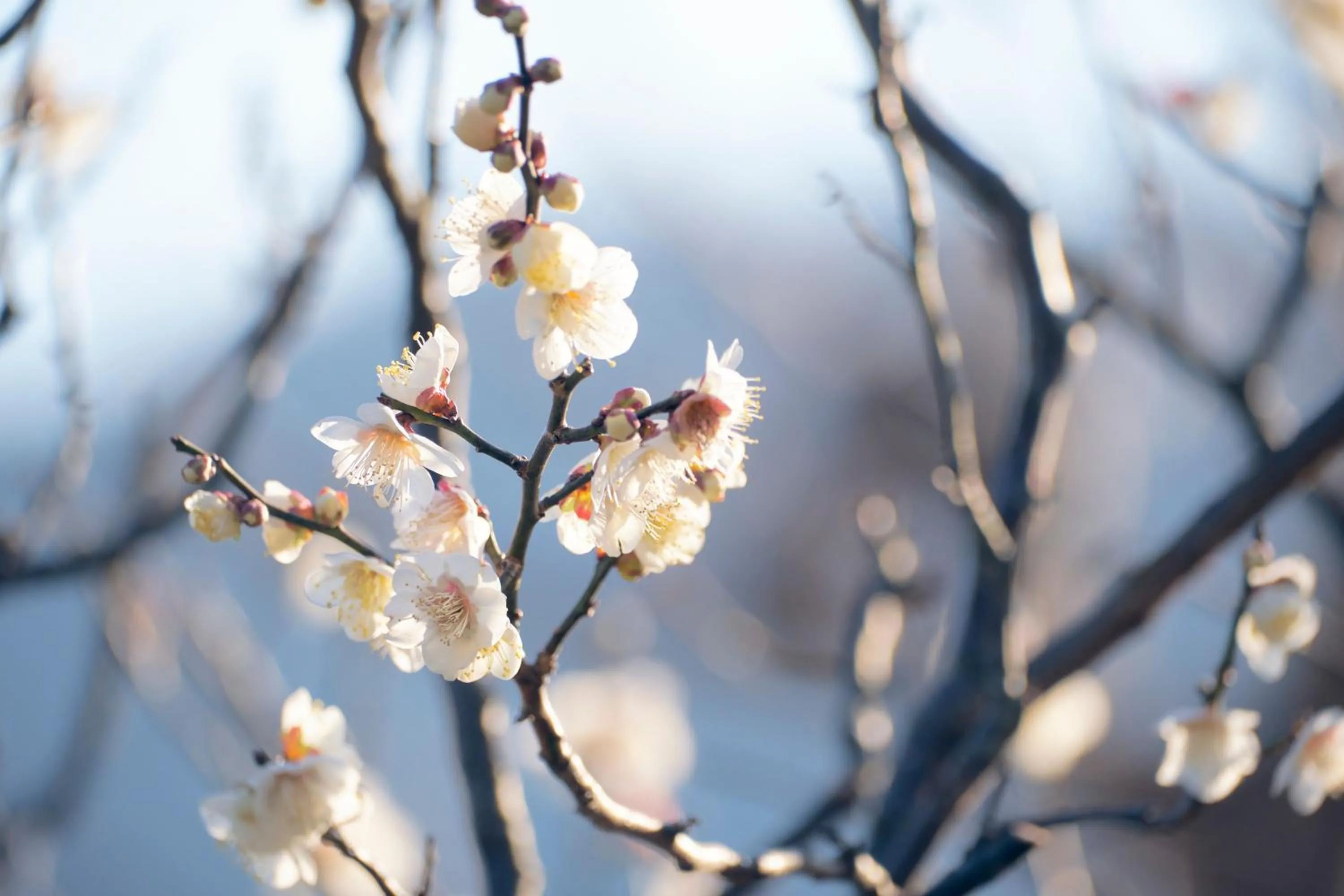 Ryokan -Suikoen- by Tranova