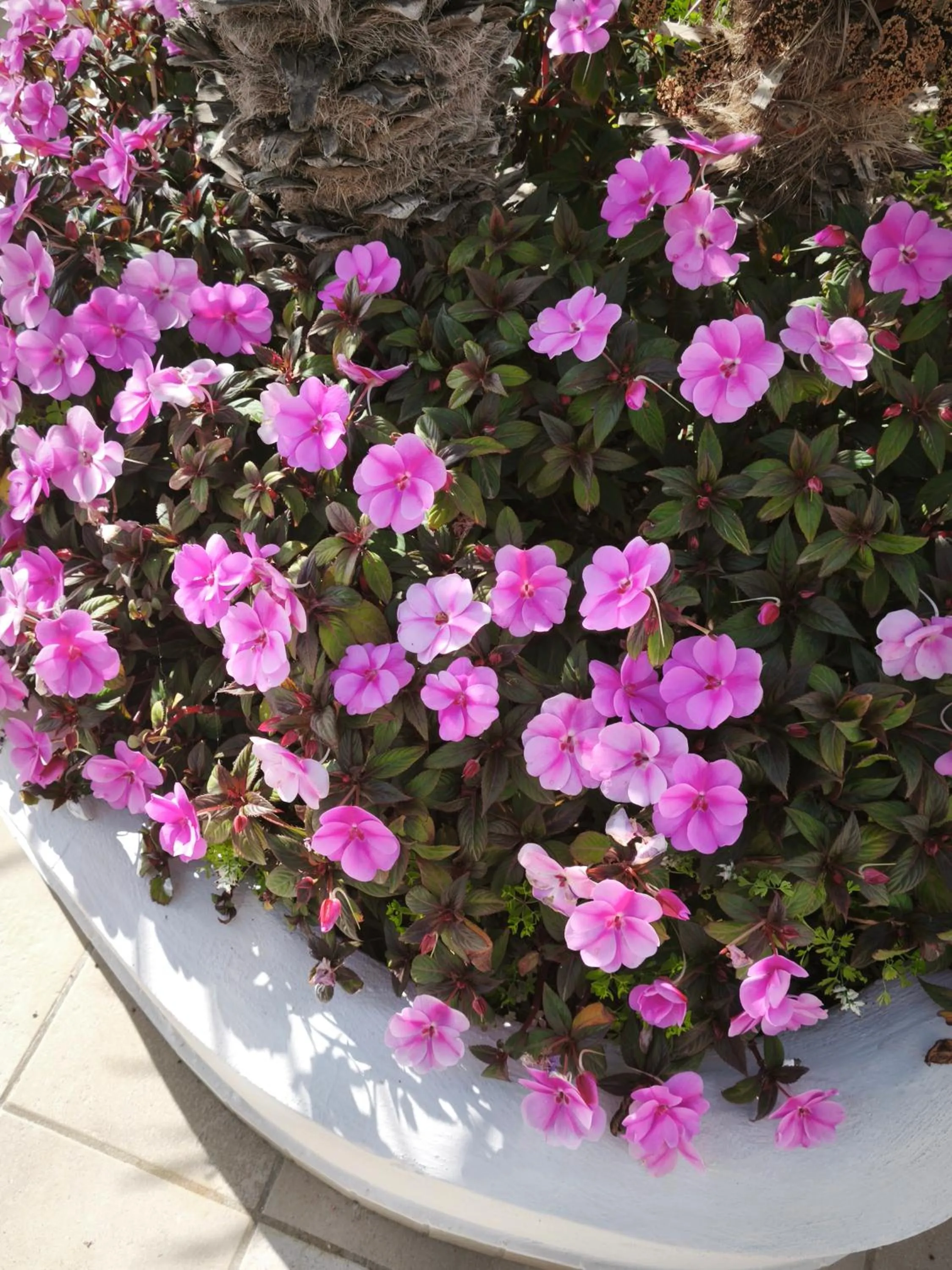 Restaurant/places to eat in Hotel e Residence Il Faro Acciaroli