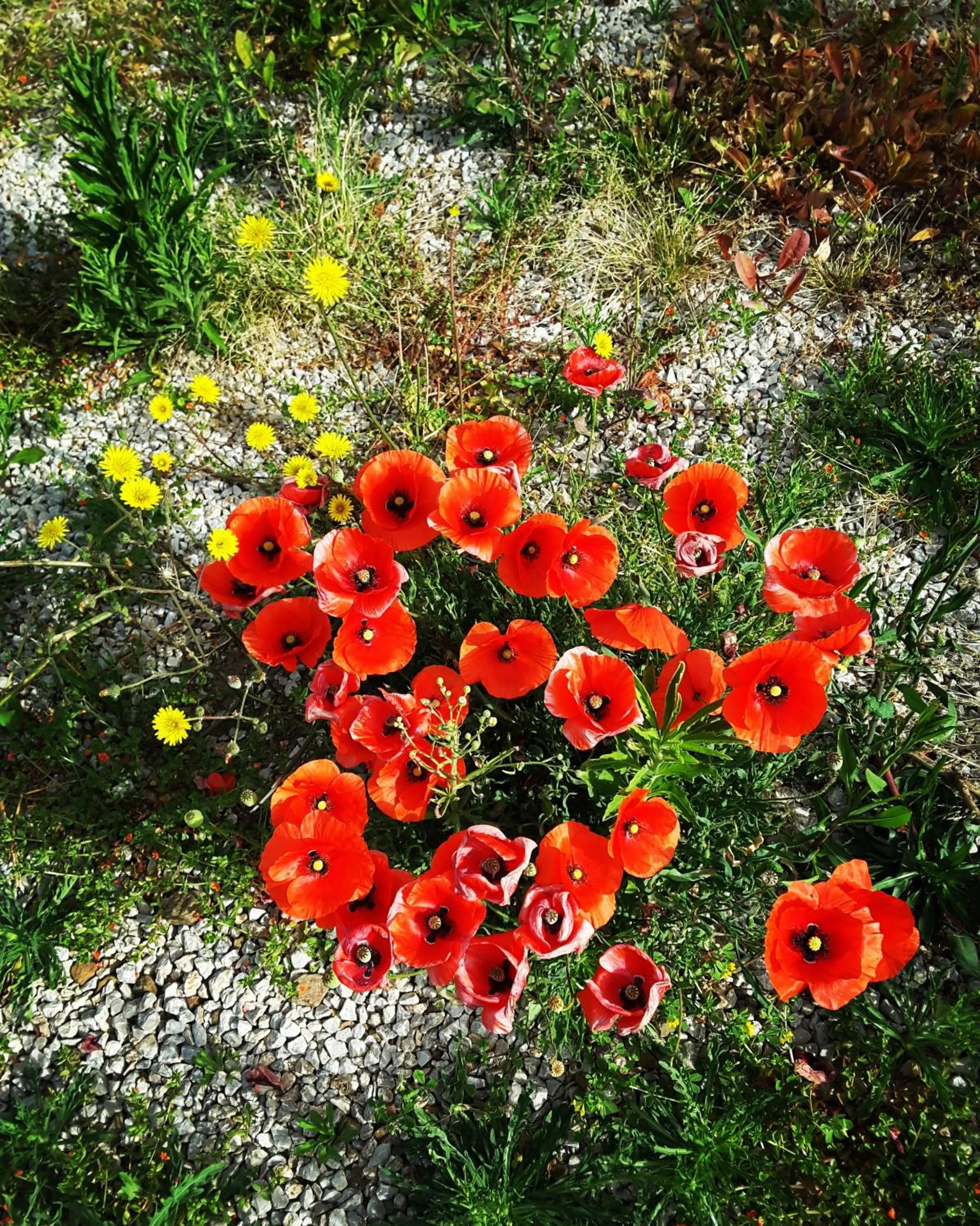 Patio in Hotel e Residence Il Faro Acciaroli