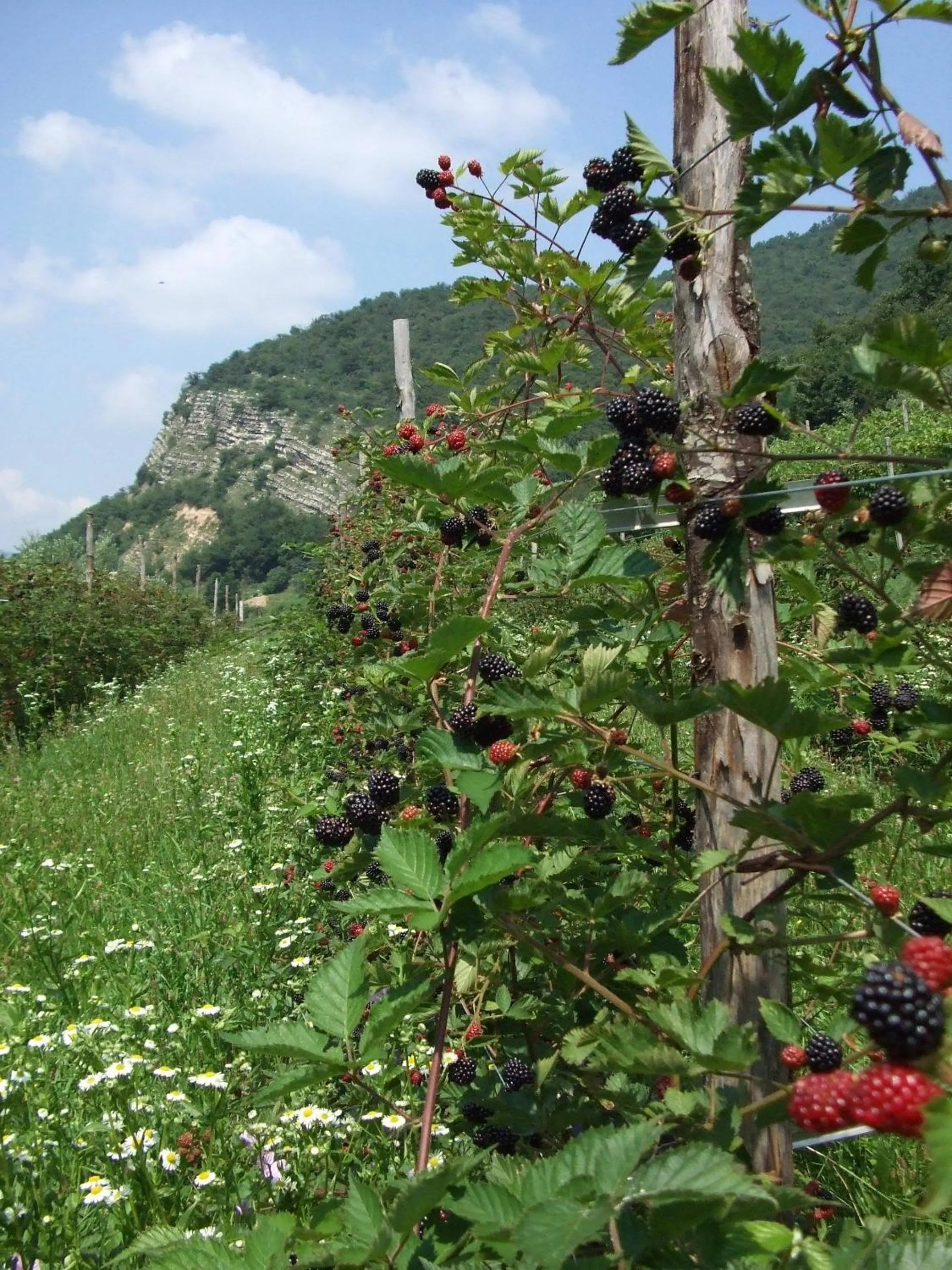 Area and facilities in Agriturismo Cascina Rossano