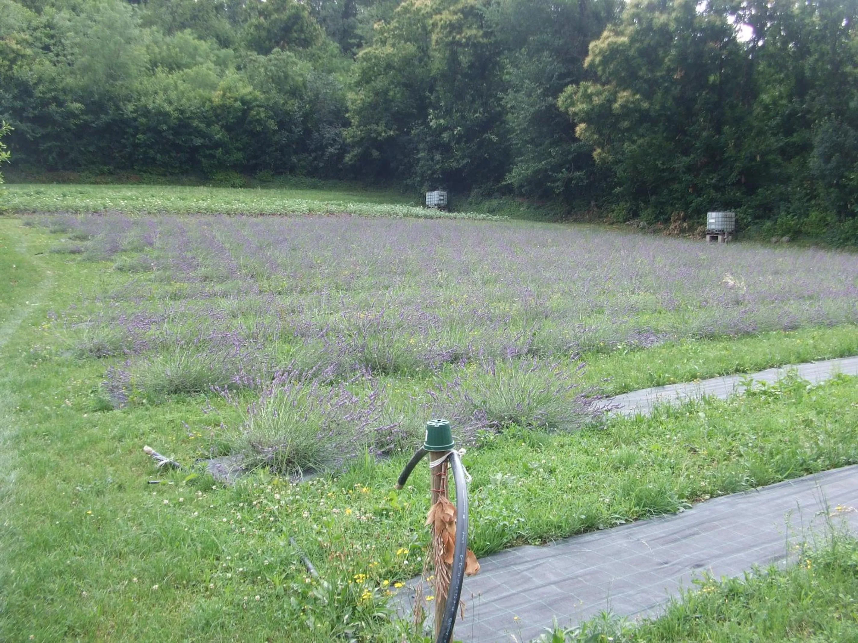 Natural landscape in Agriturismo Cascina Rossano