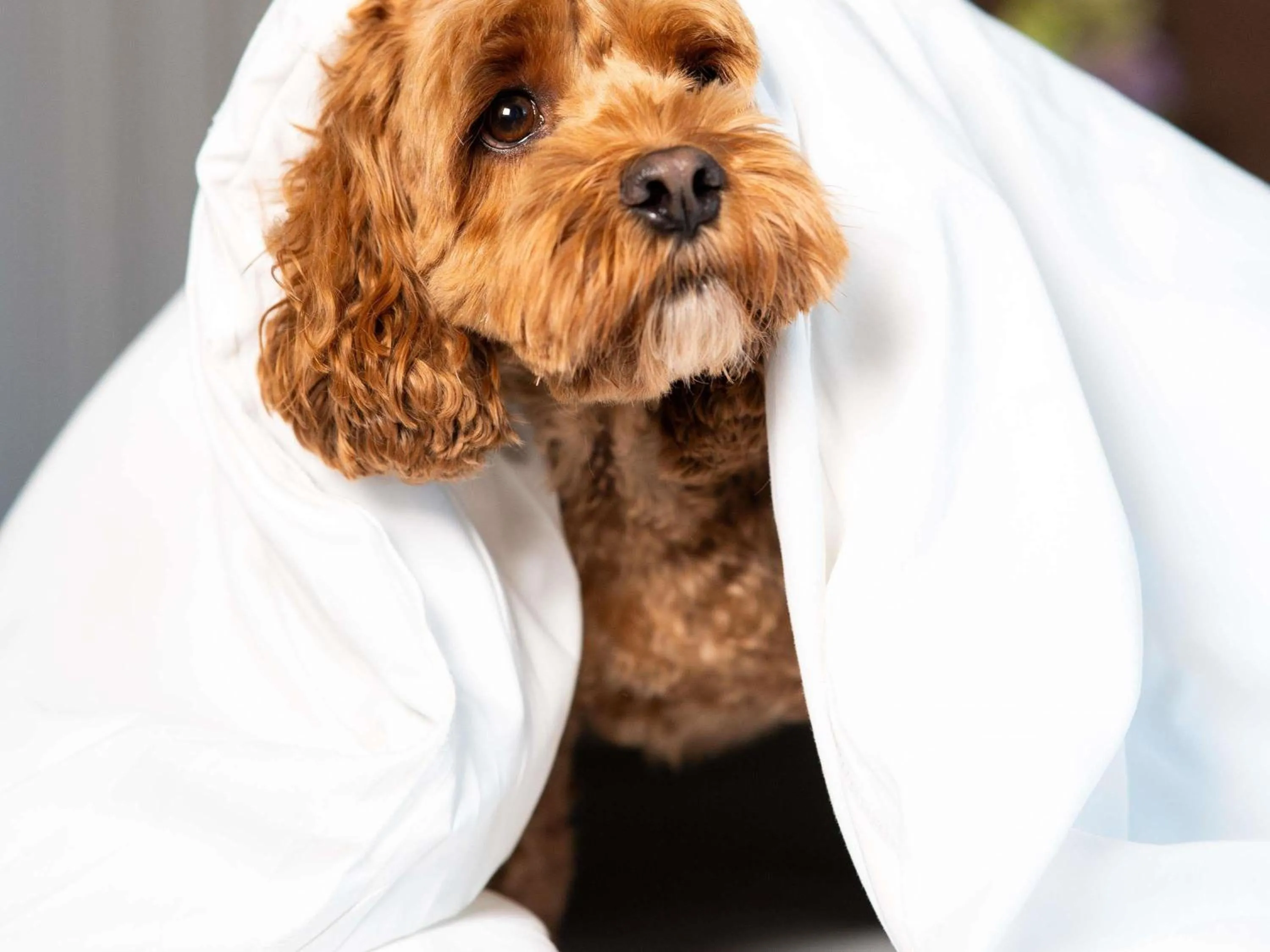 Other in Sofitel Philadelphia at Rittenhouse Square