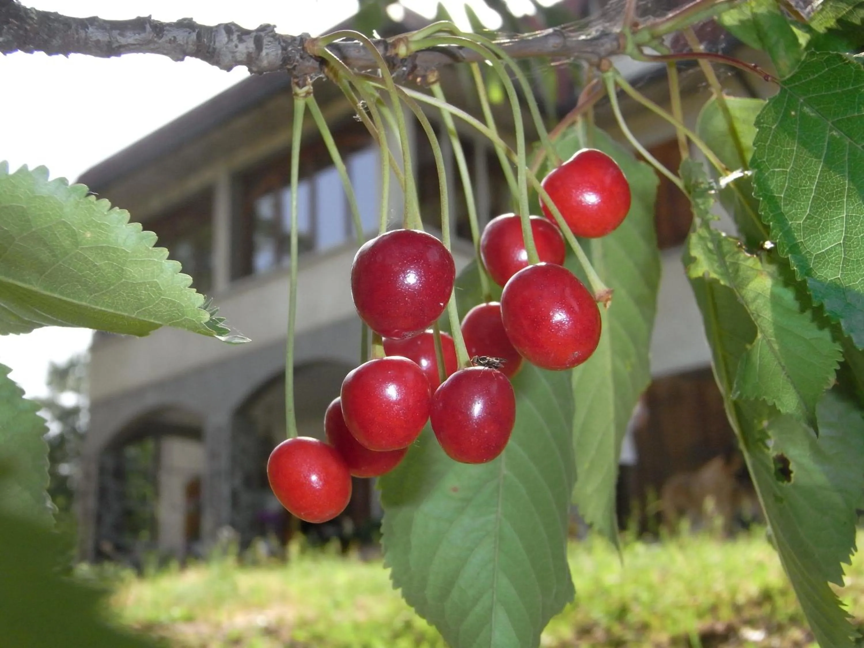 Garden in B&B Bosco Dei Cervi