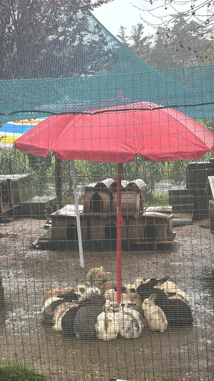 Animals in Fattoria Palazzeta - Pet & Family Friendly