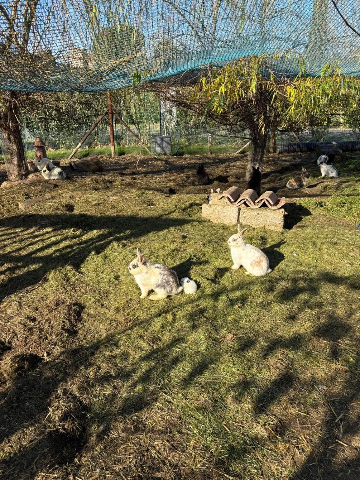 Animals in Fattoria Palazzeta - Pet & Family Friendly