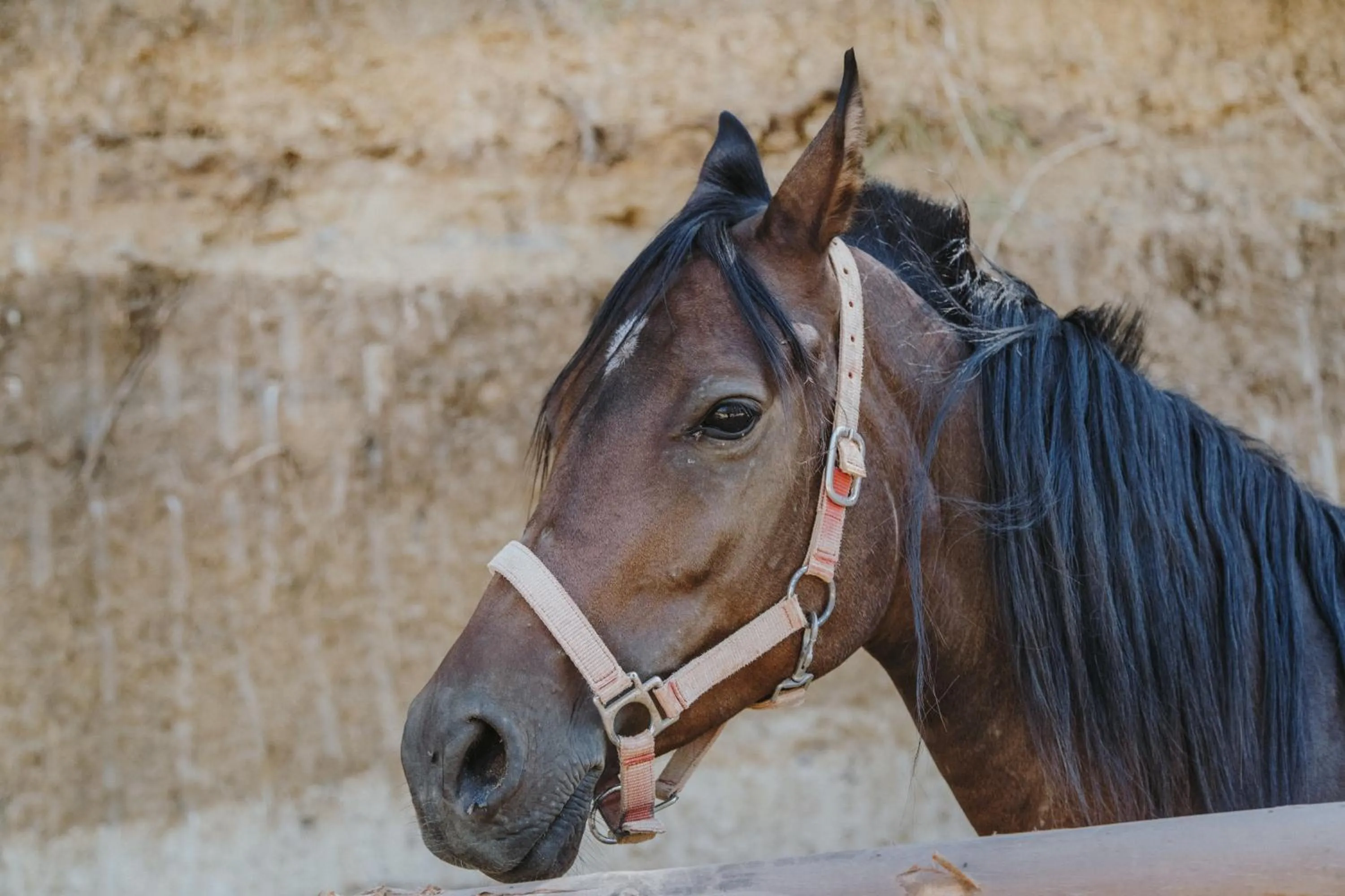 Animals in Leano Agriresort