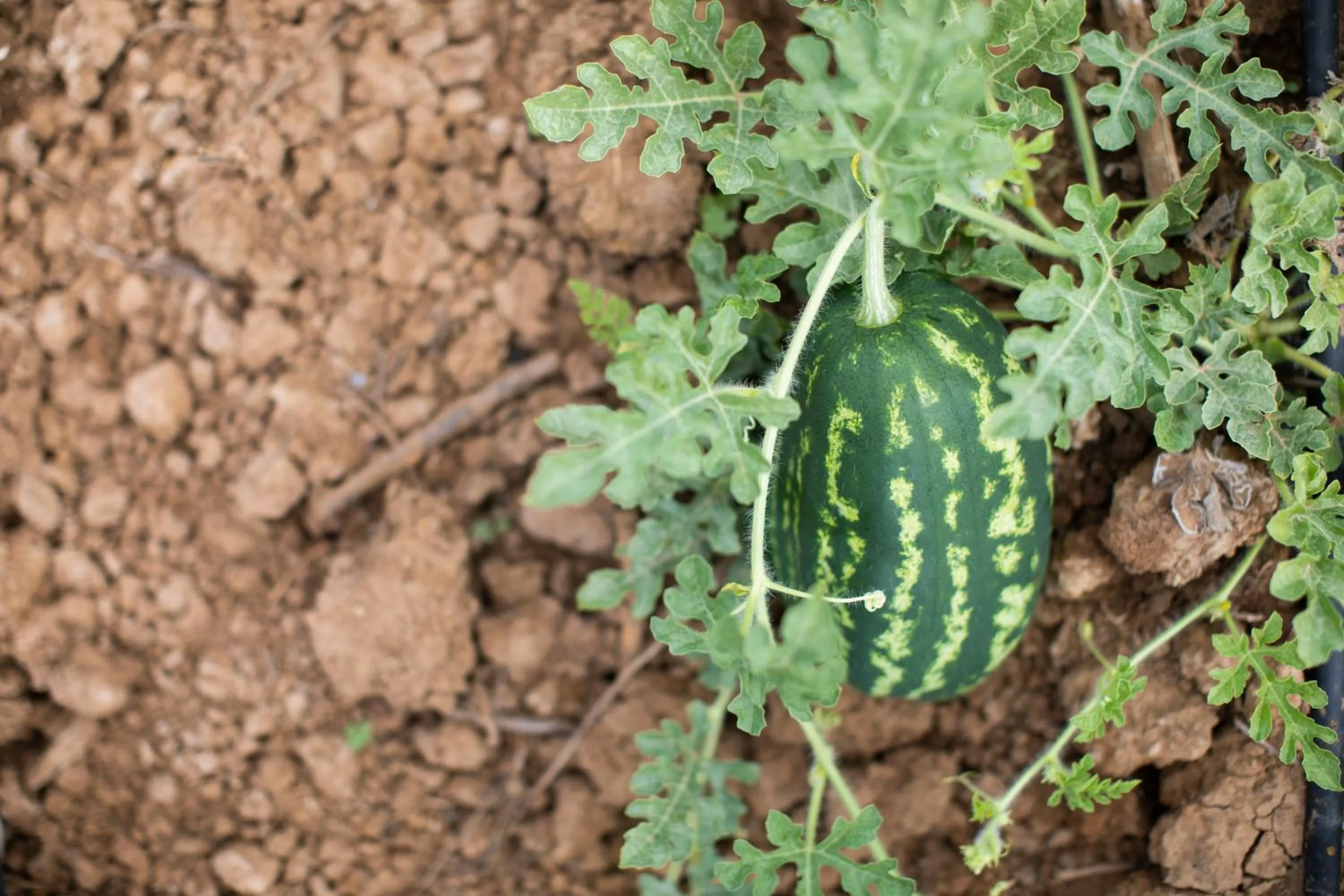 Activities in Leano Agriresort