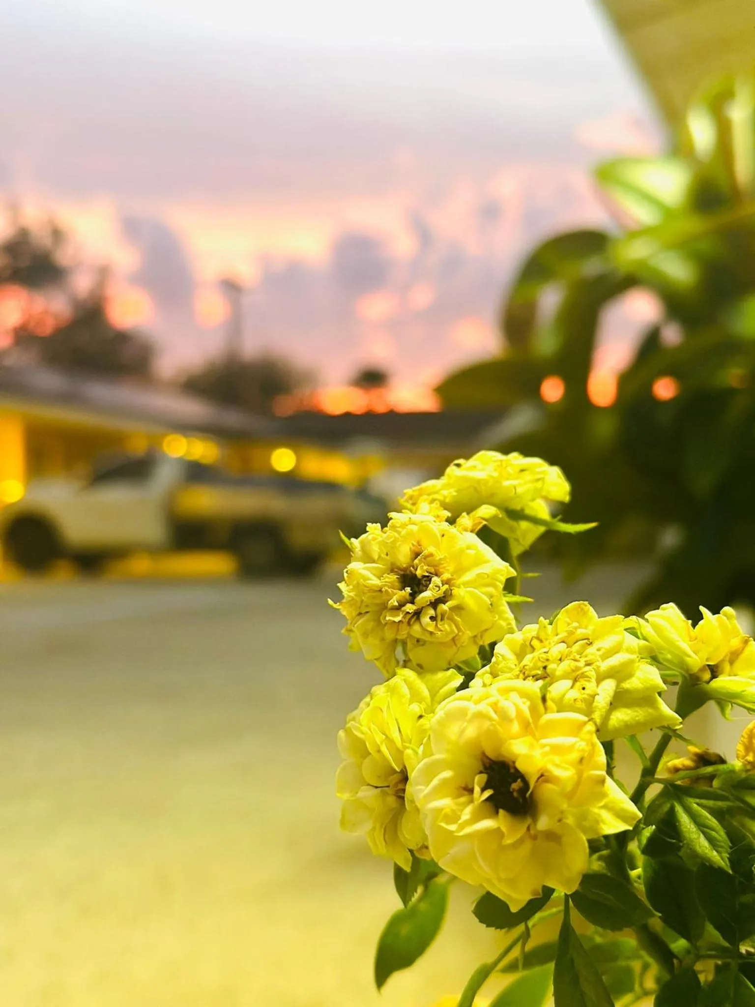 Garden in Angel's Rest Motel