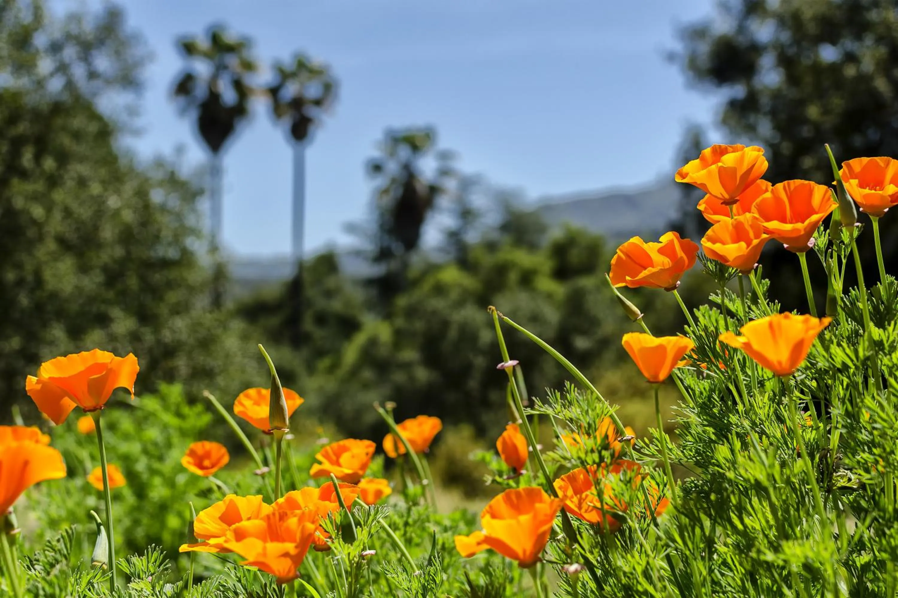 Area and facilities in Canoga Hotel at Warner Center