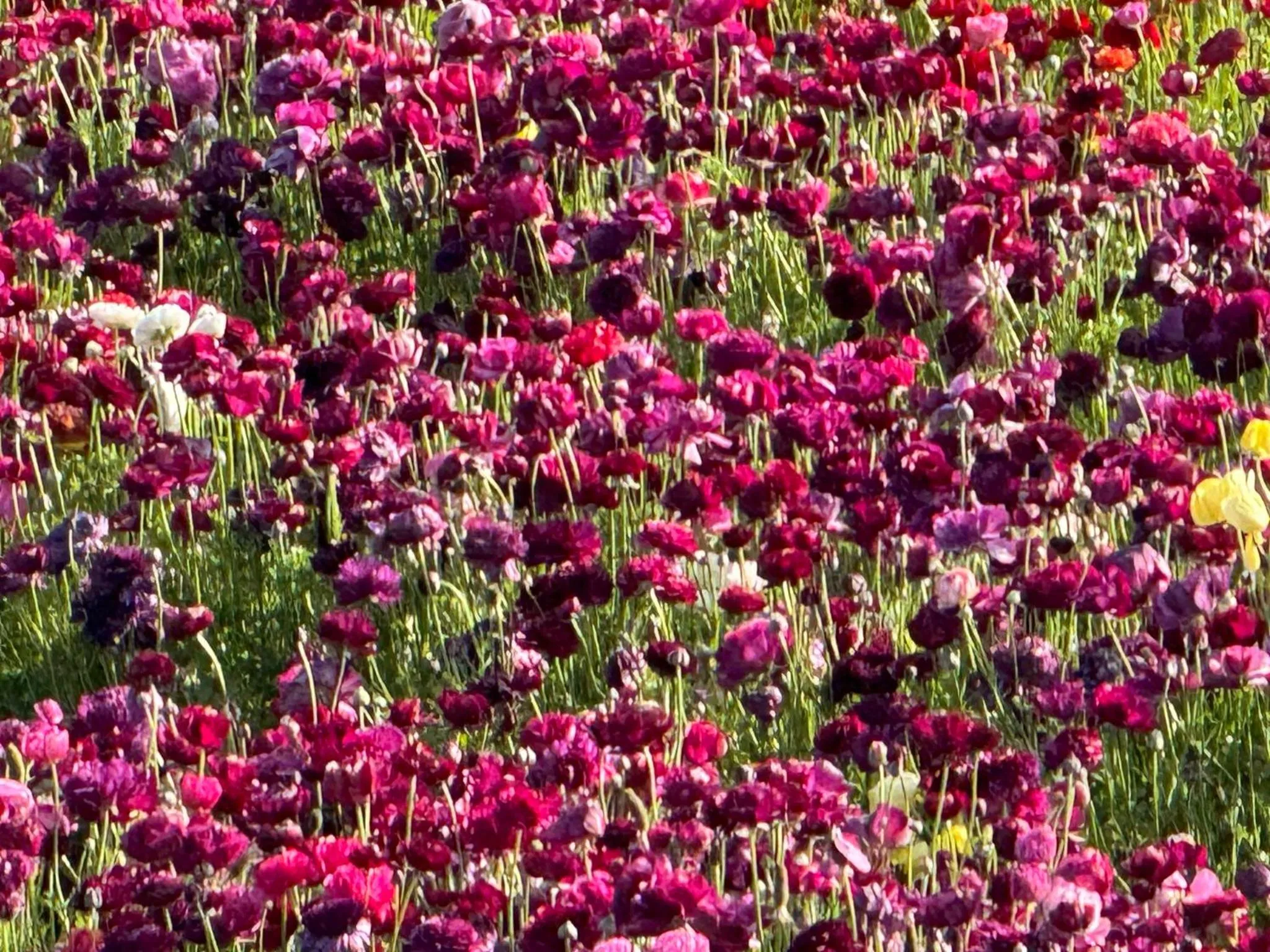 Nearby landmark in Holiday Inn Express Hotel & Suites Carlsbad Beach by IHG