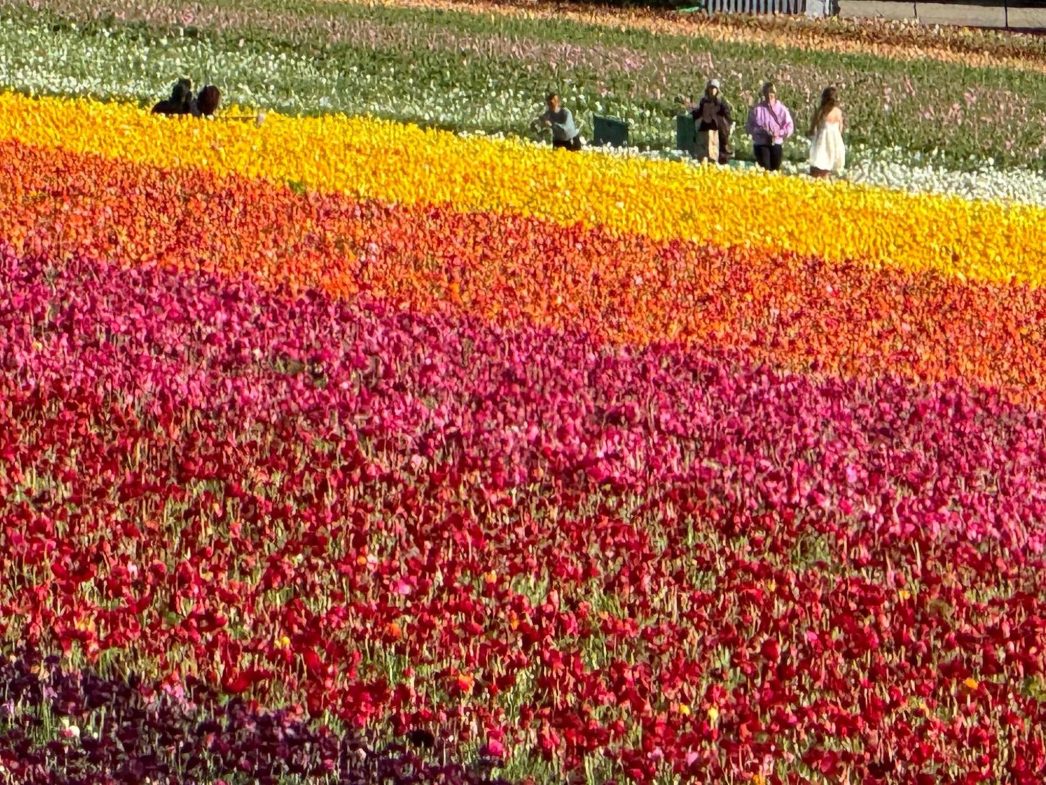 Nearby landmark in Holiday Inn Express Hotel & Suites Carlsbad Beach by IHG