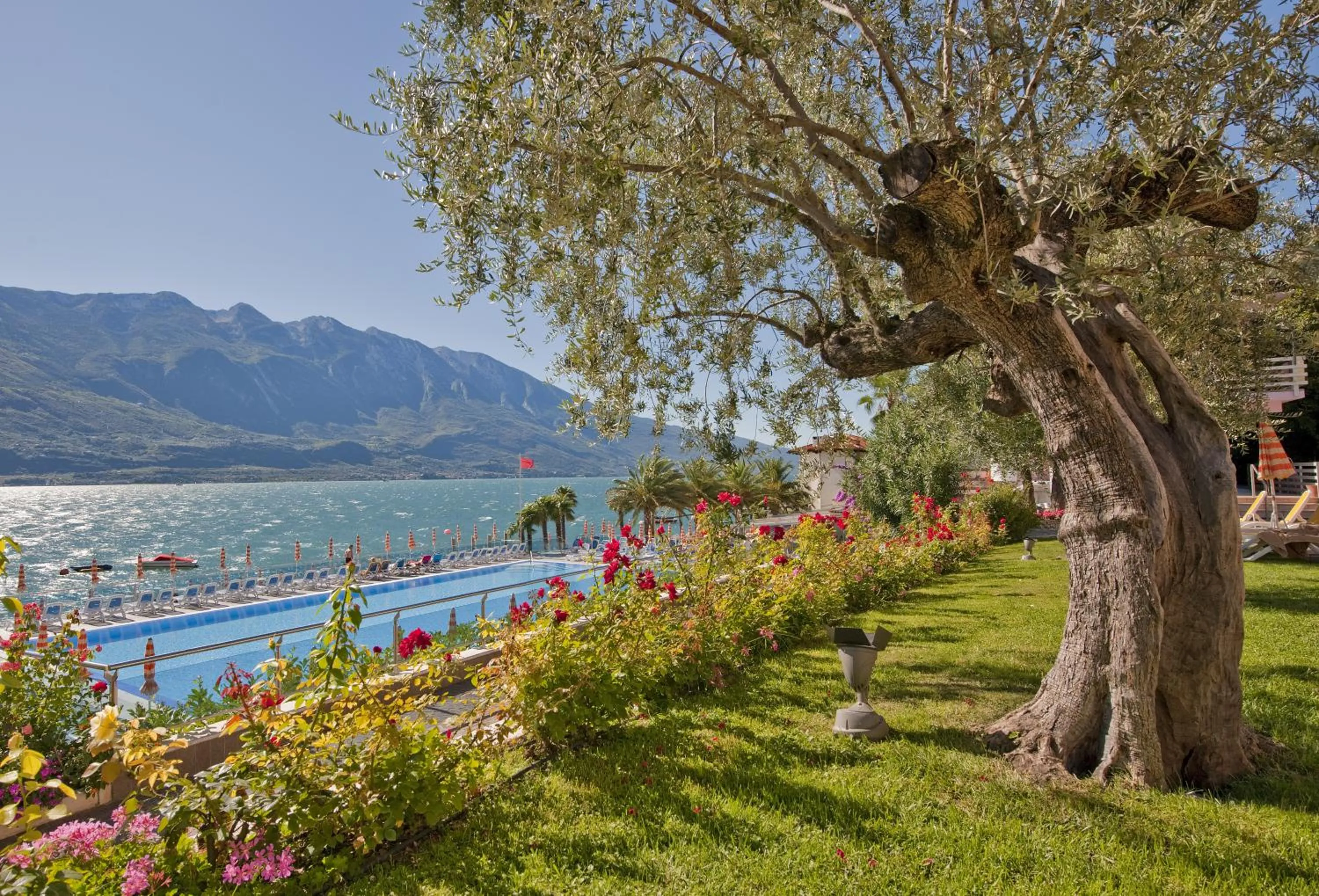 Garden in Hotel Ideal