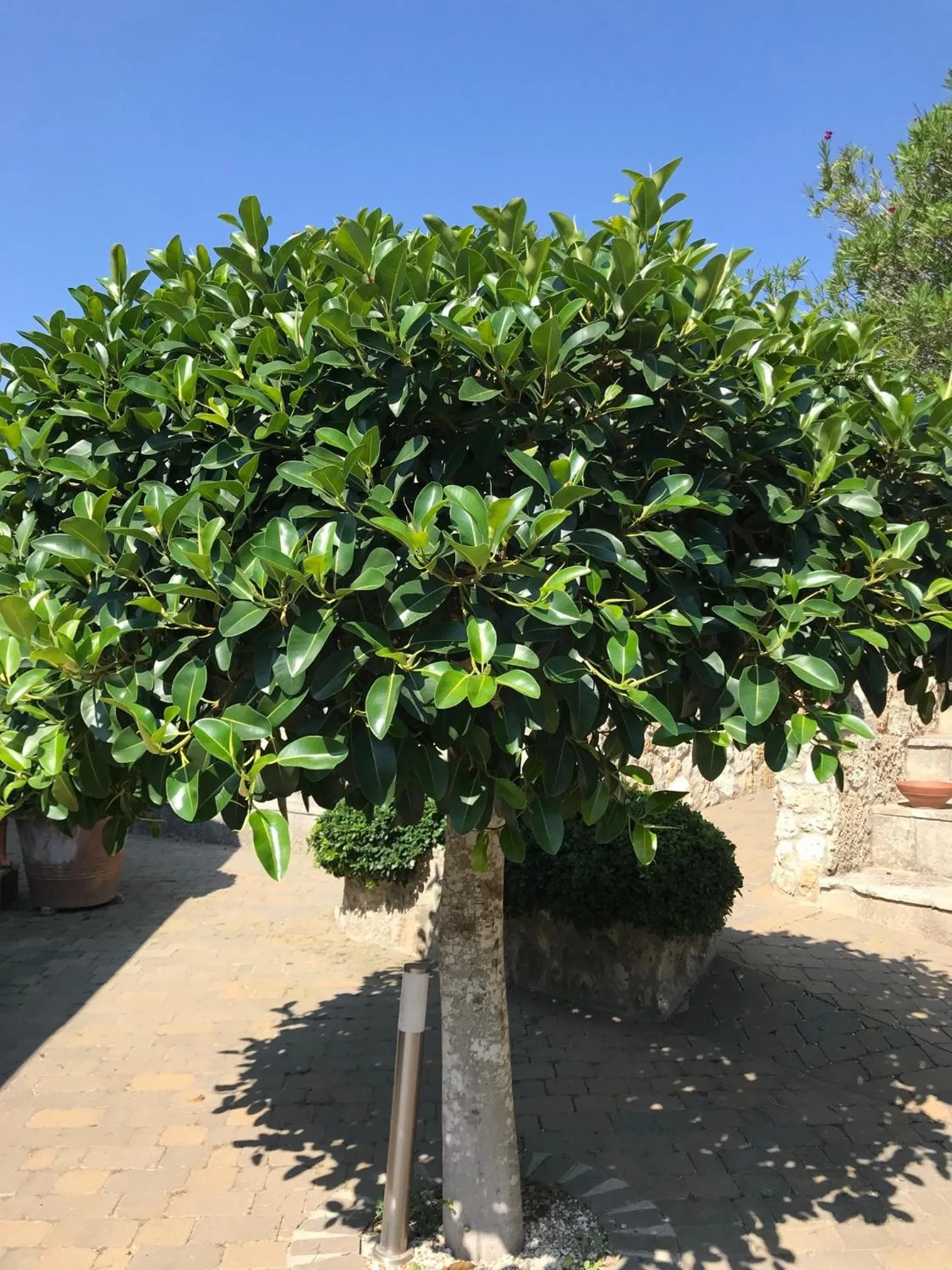 Garden in Hotel Club Koiné