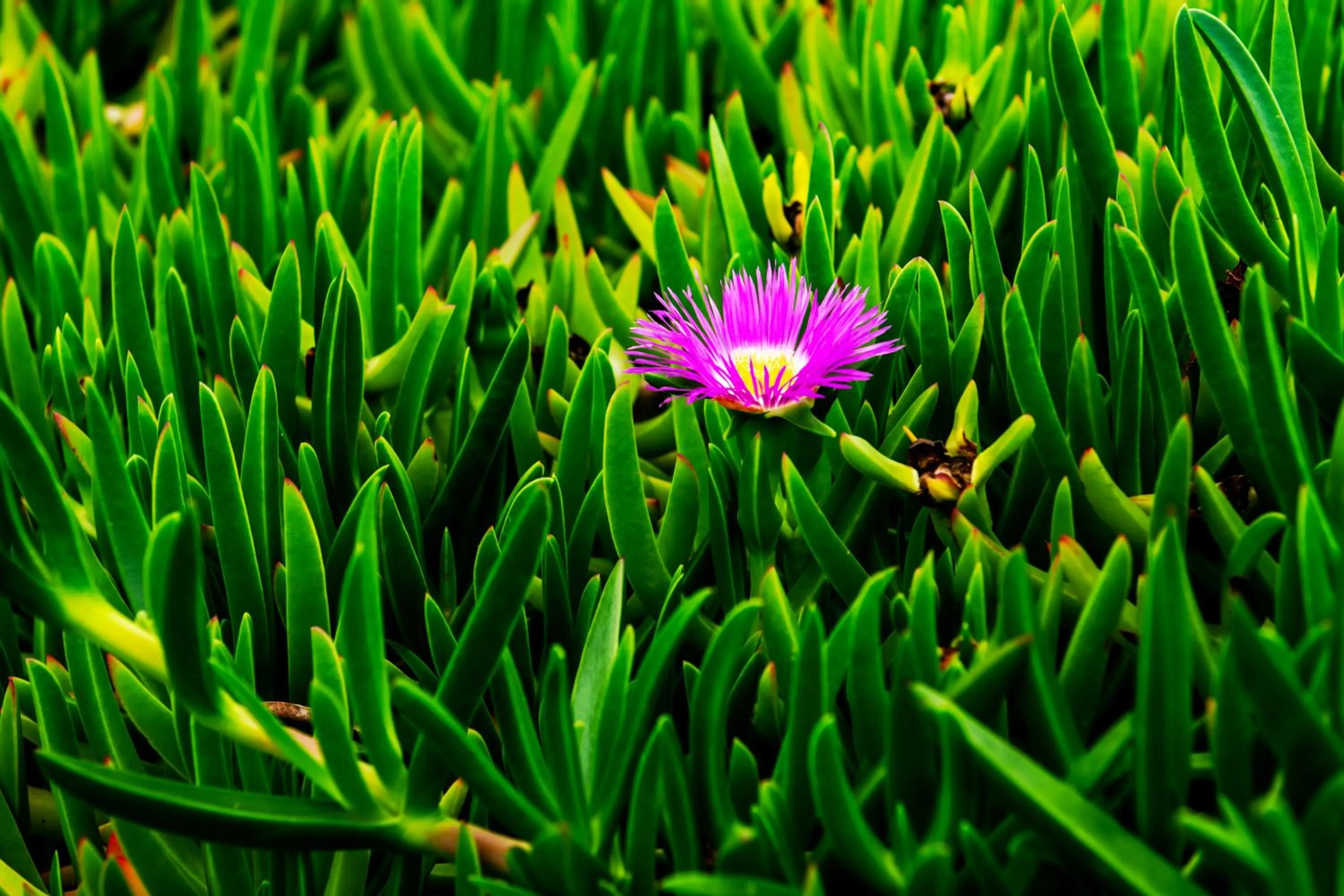 Garden in Suítes com Vista Panorâmica de Florianópolis