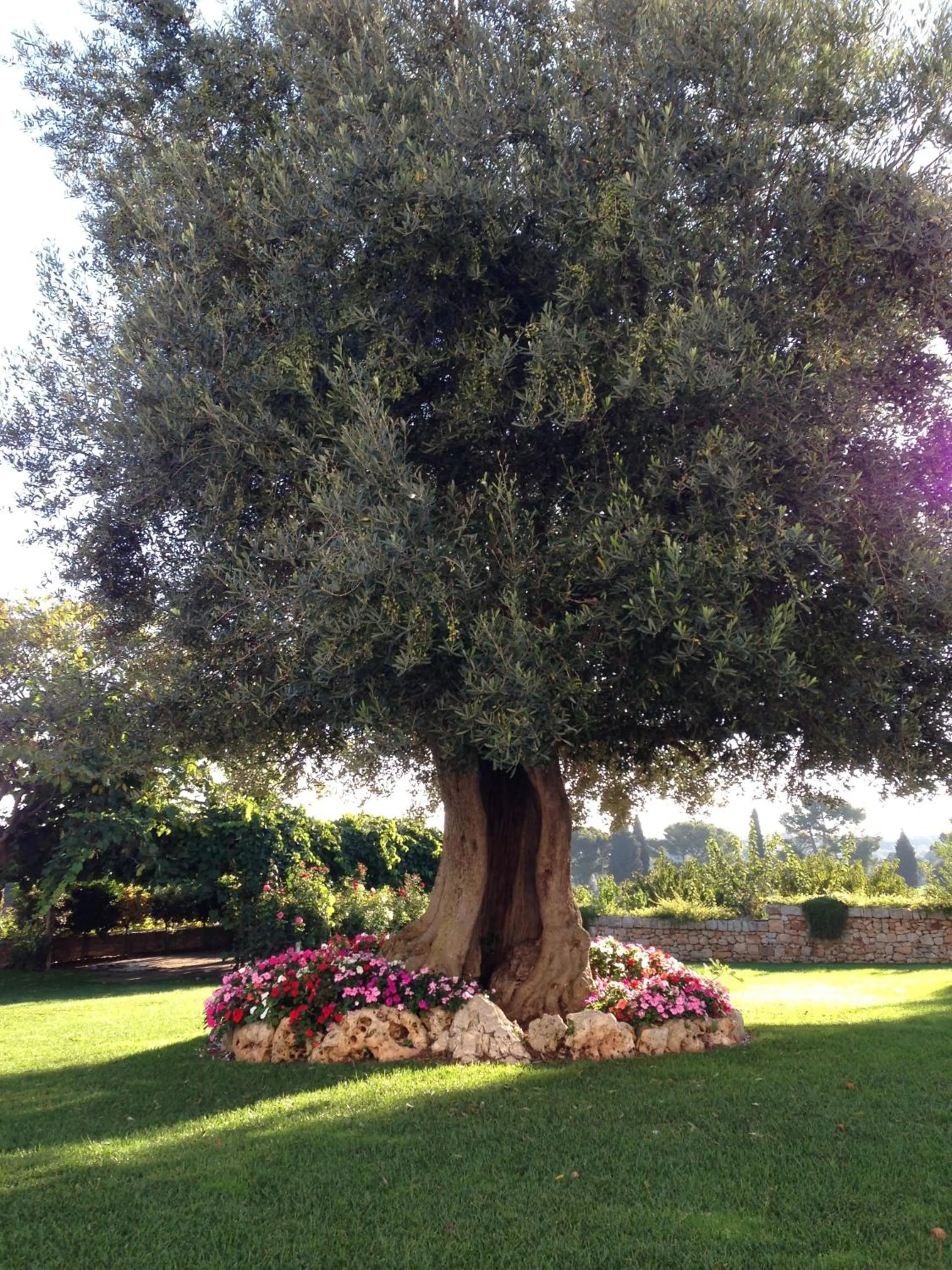 Garden in Masseria Torre Catena Resort & Restaurant