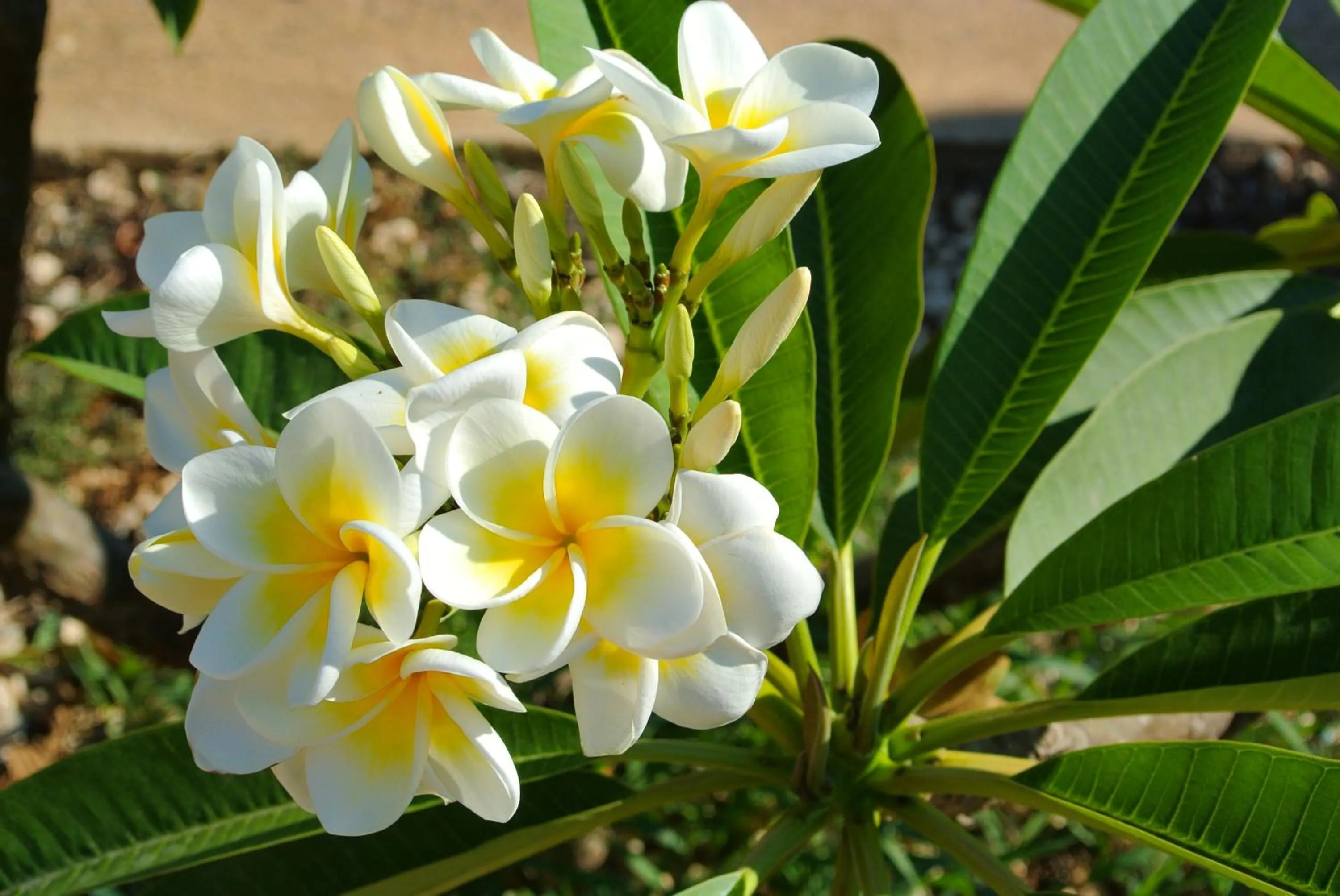 Garden in B&B Al Vecchio Pontile B&B MARSALA
