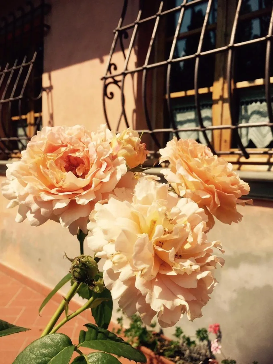 Garden in Rosso Del Chianti