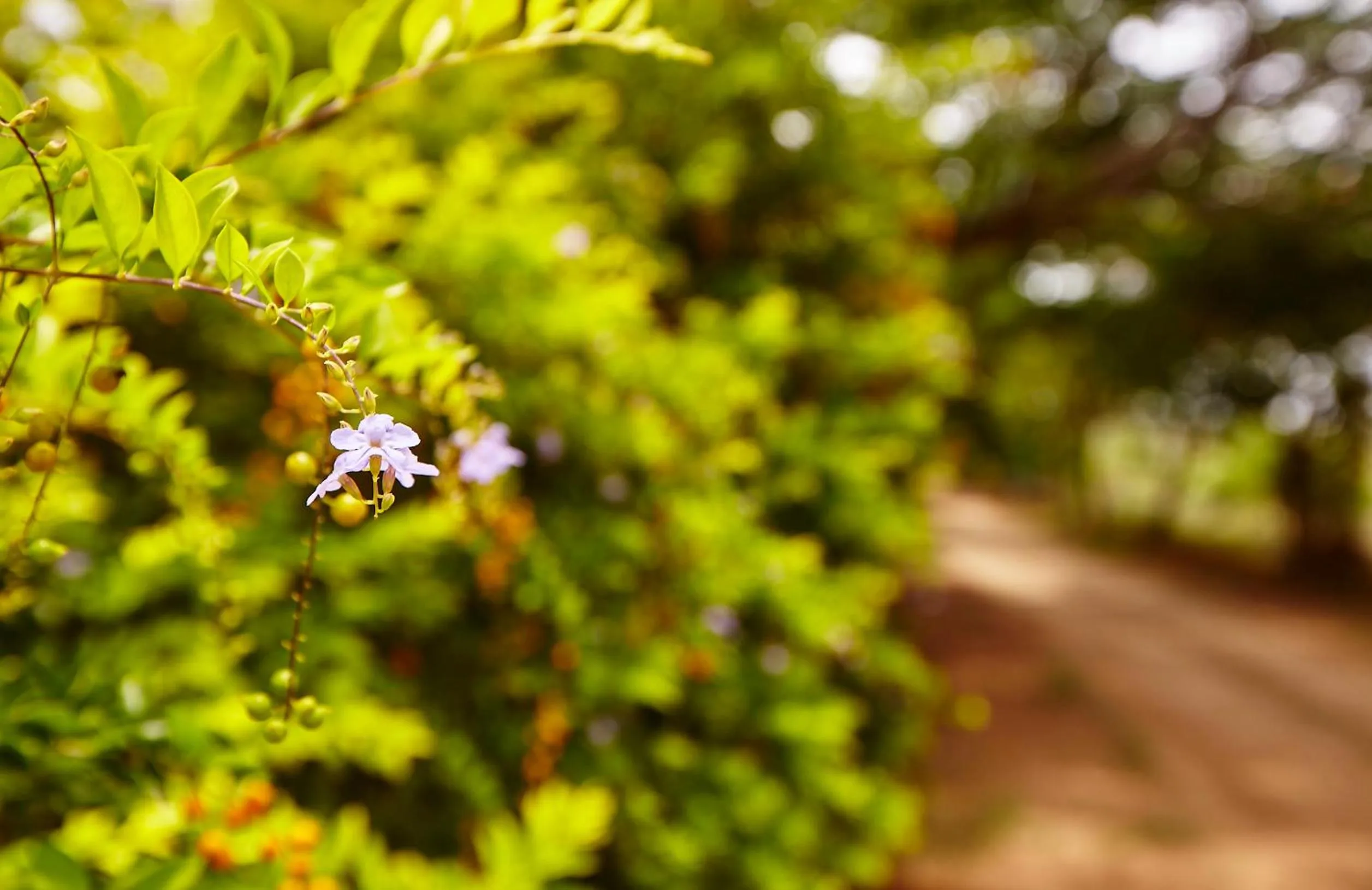 Garden in Holiday Valley Hotels And Resorts