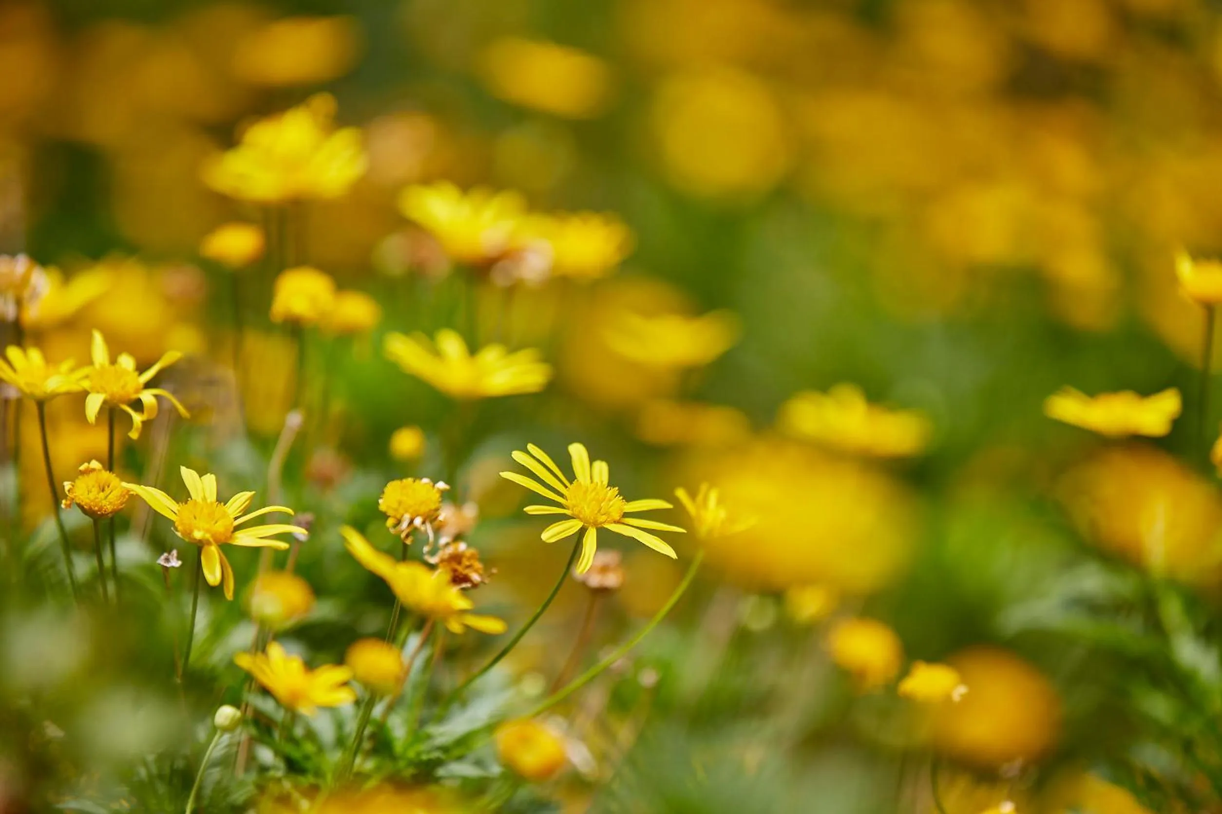 Garden in Holiday Valley Hotels And Resorts