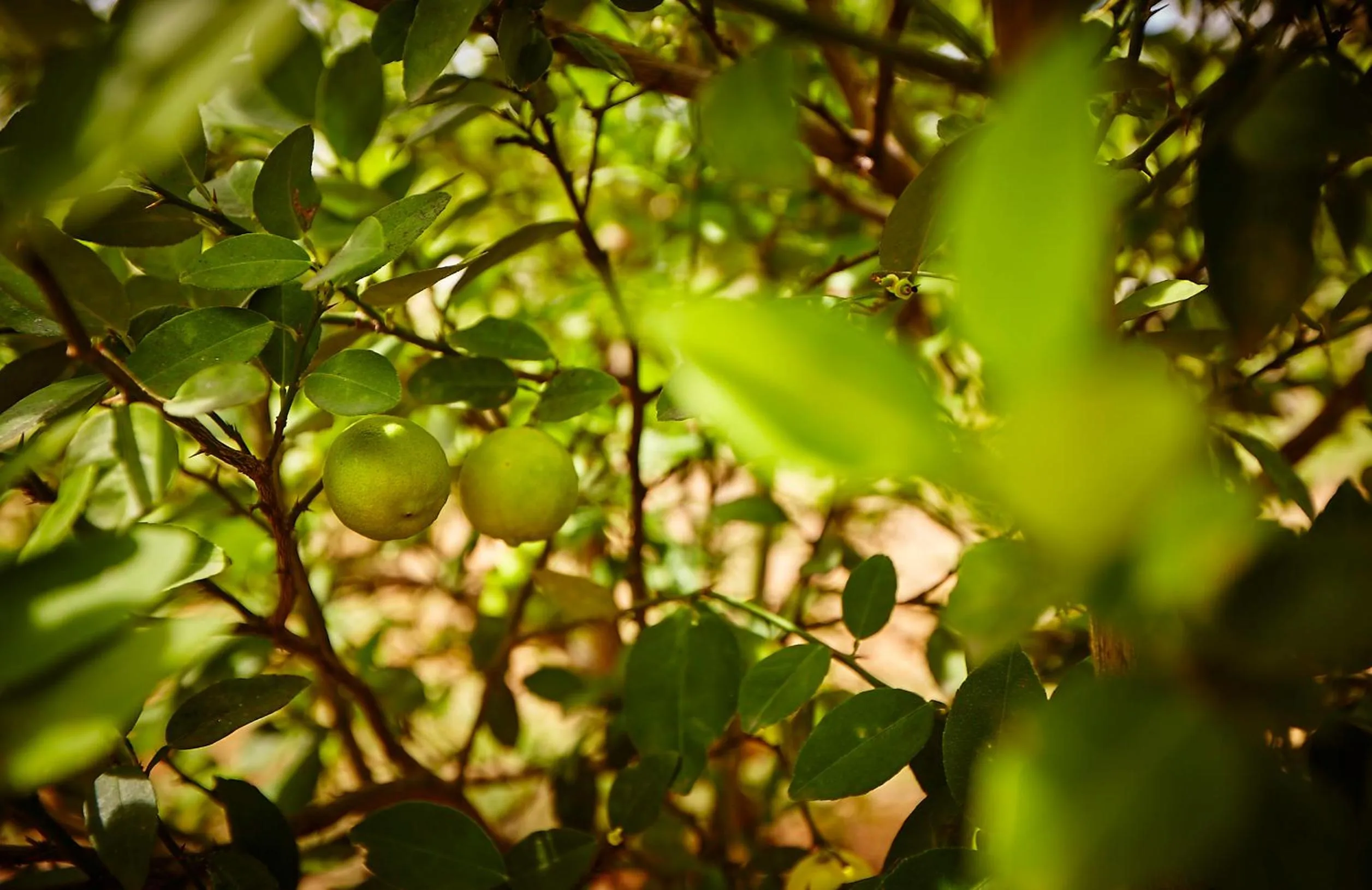 Natural landscape in Holiday Valley Hotels And Resorts