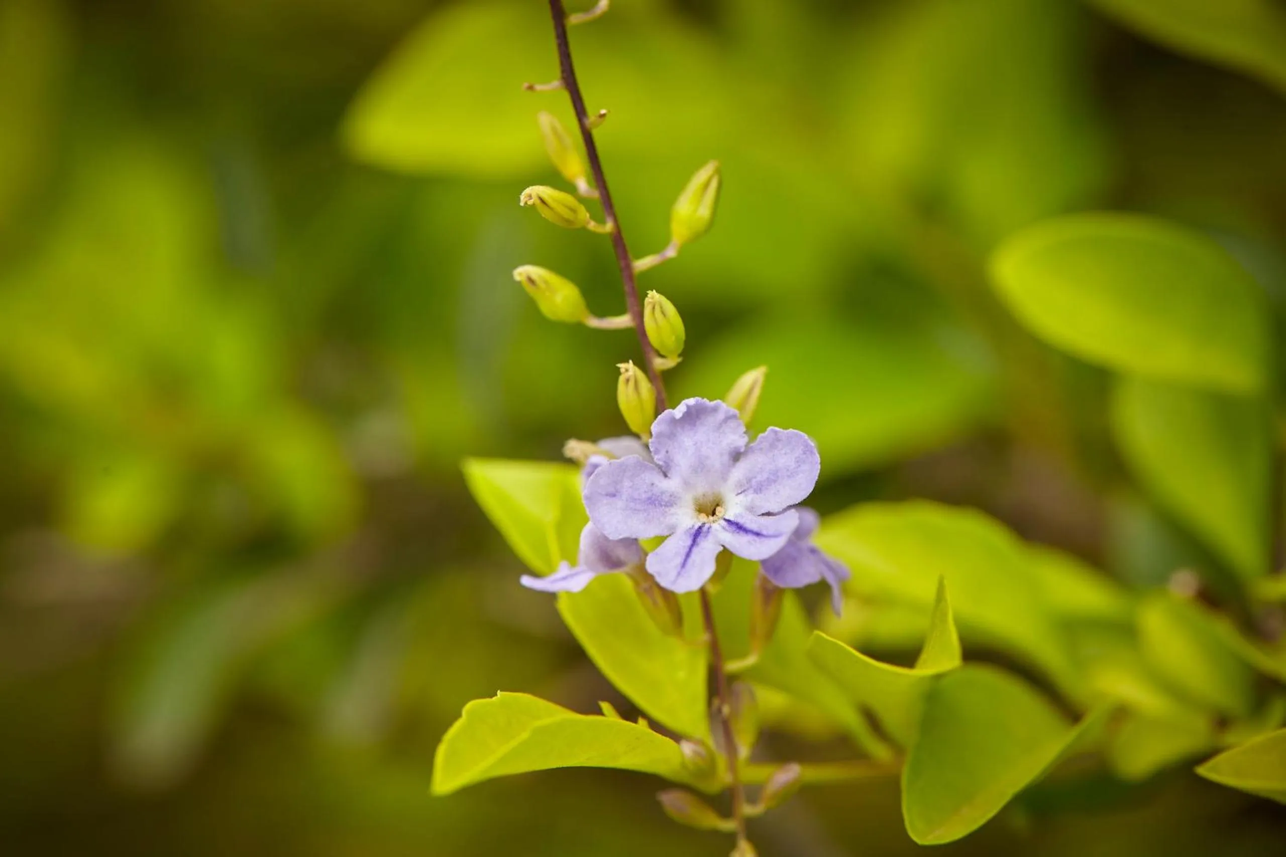 Garden view in Holiday Valley Hotels And Resorts