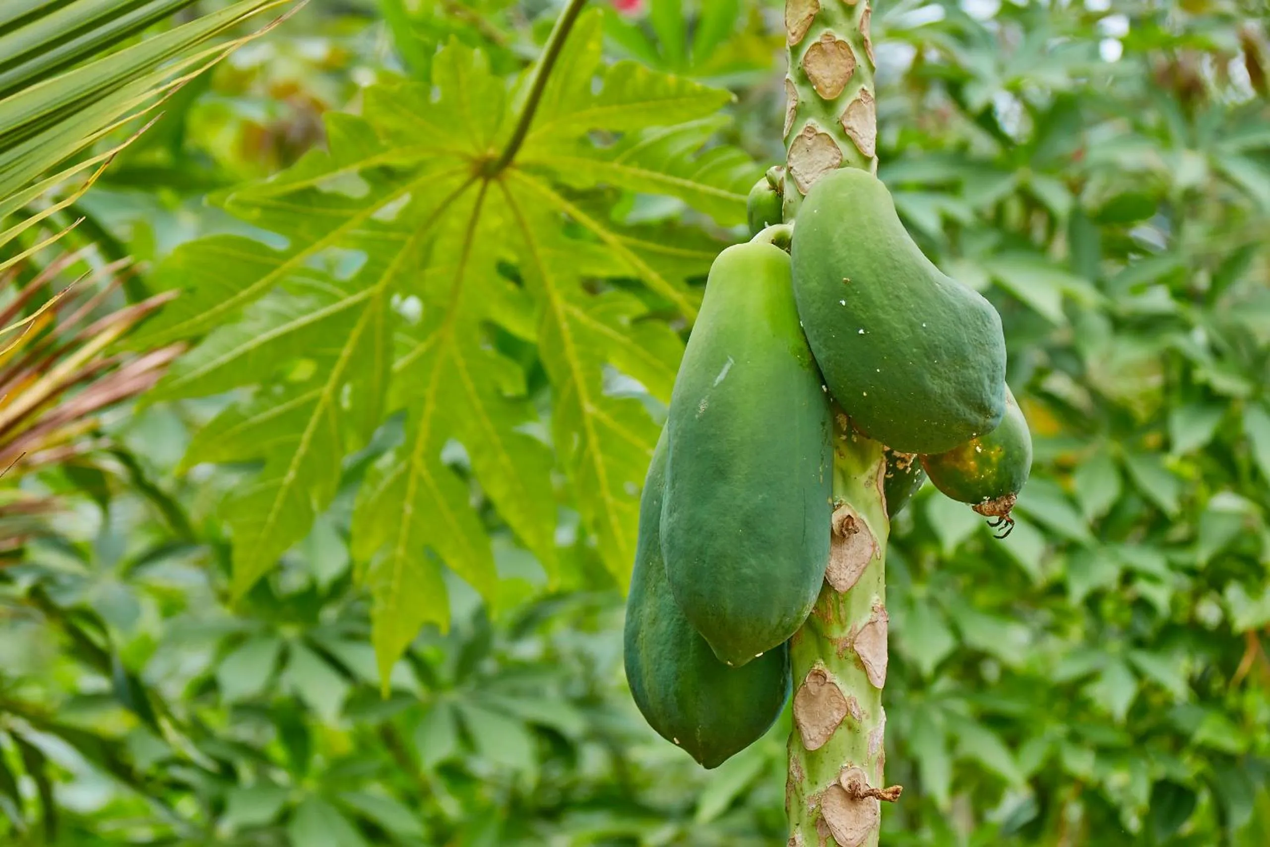 Garden in Holiday Valley Hotels And Resorts